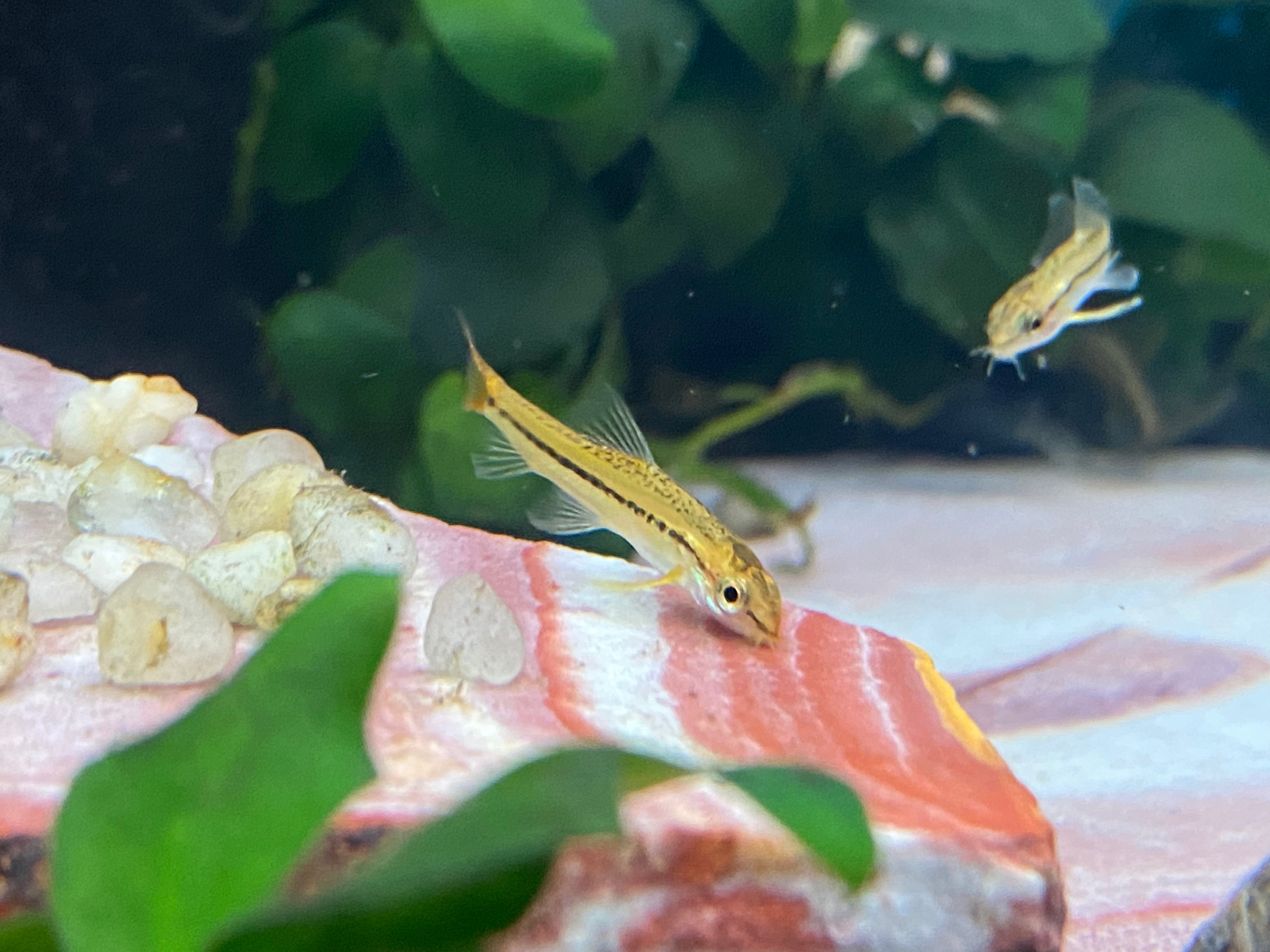 Rosy Loach