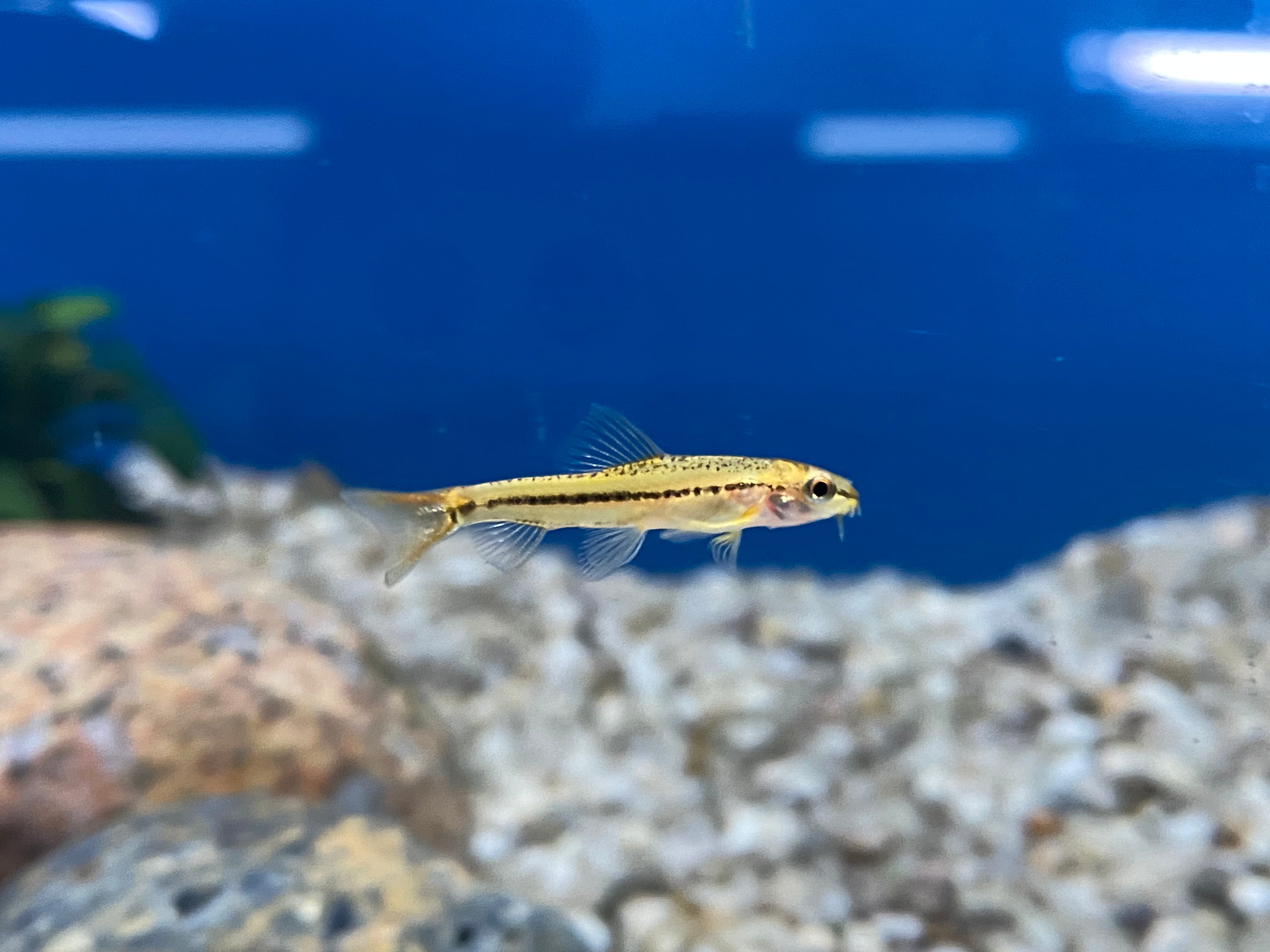 Rosy Loach