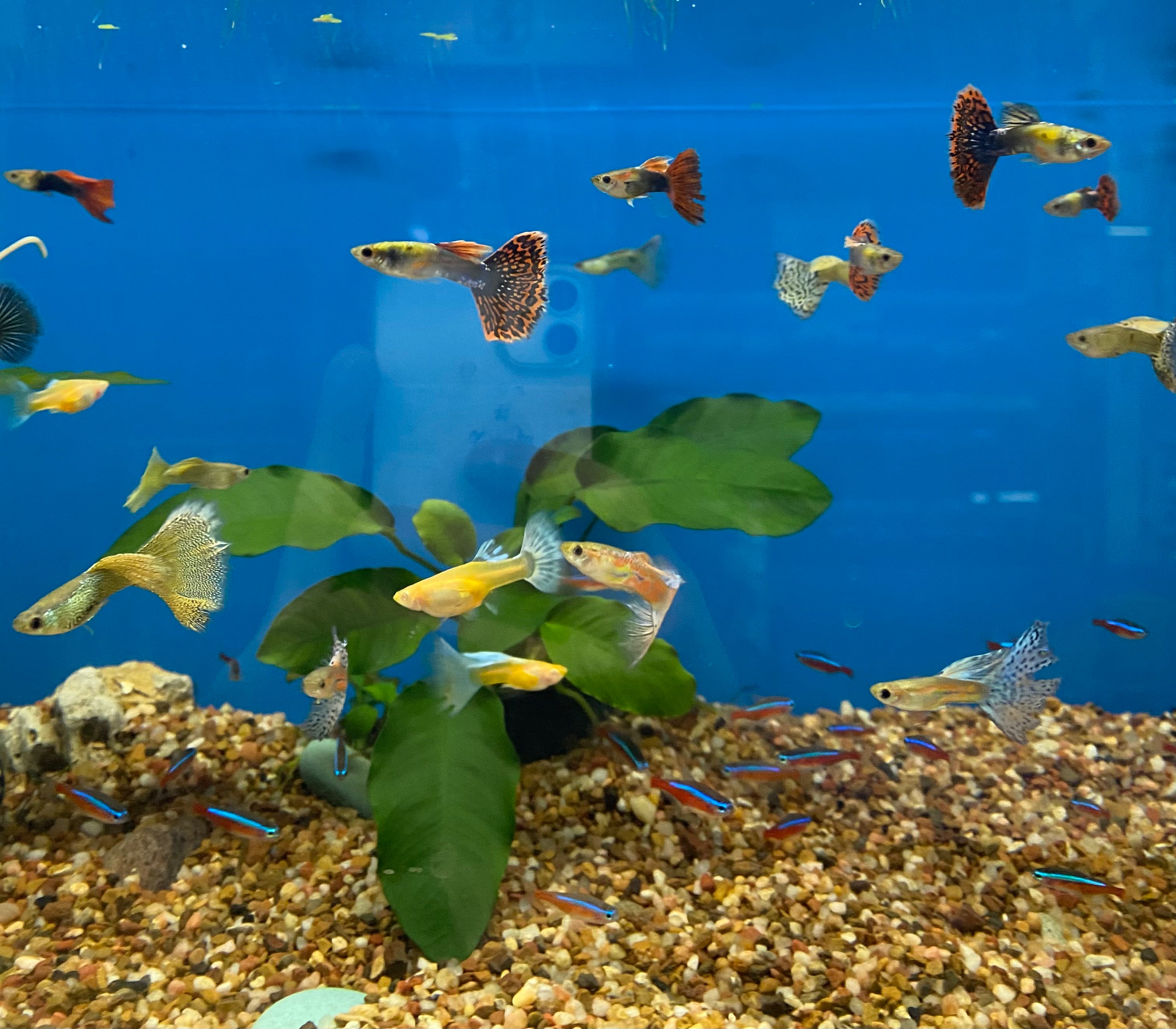 Fancy guppy online fish price