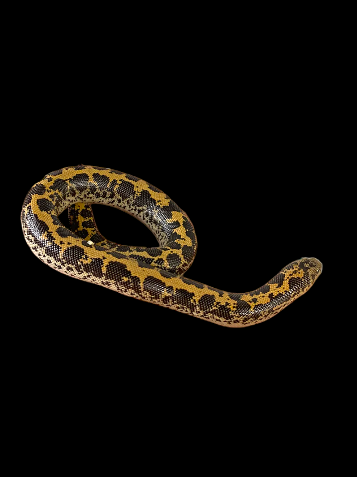 Boa des sables du Kenya (normal)