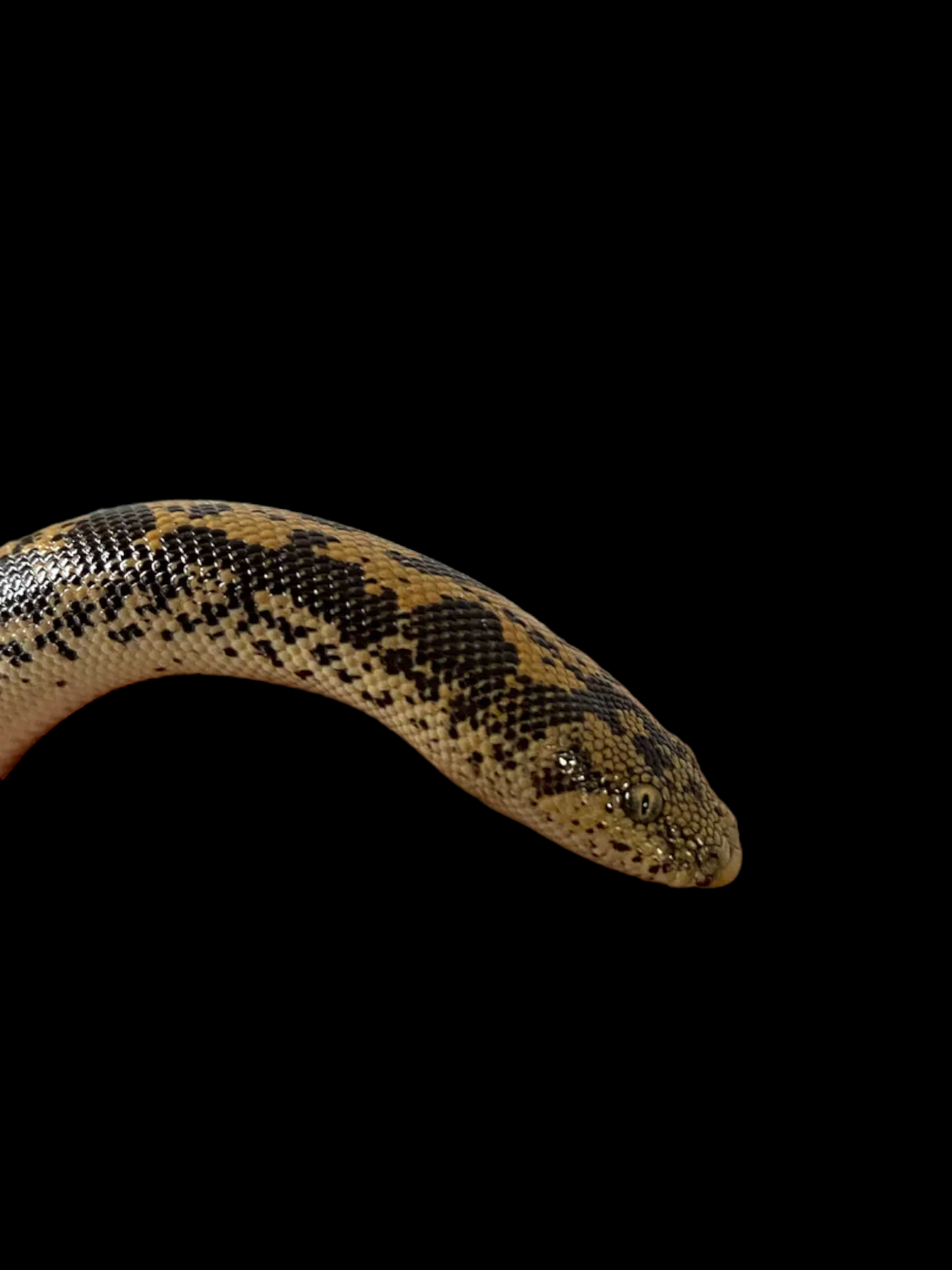 Kenyan Sand Boa (Normal)