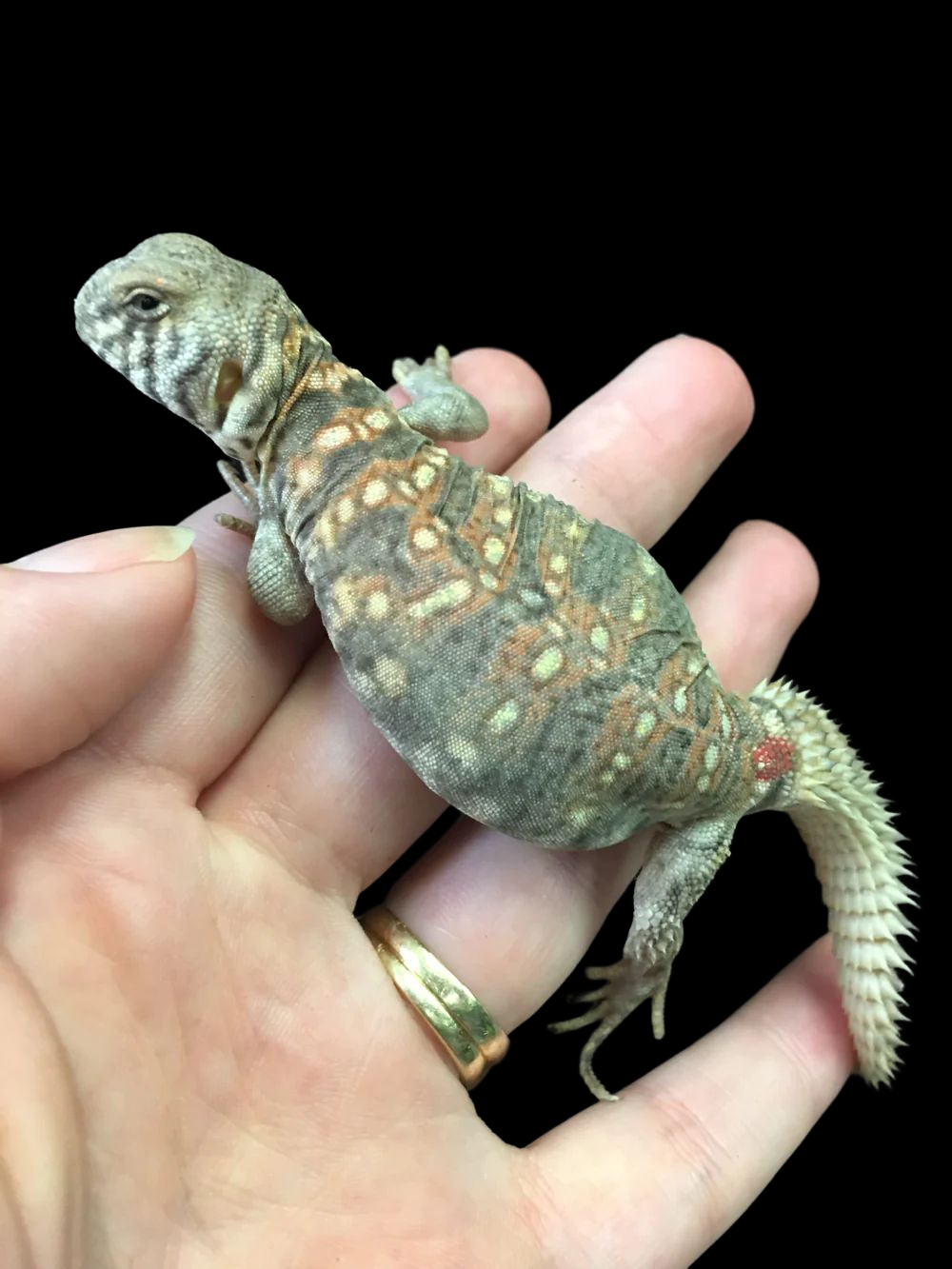 Ornate Uromastyx (Uromastyx ornata)