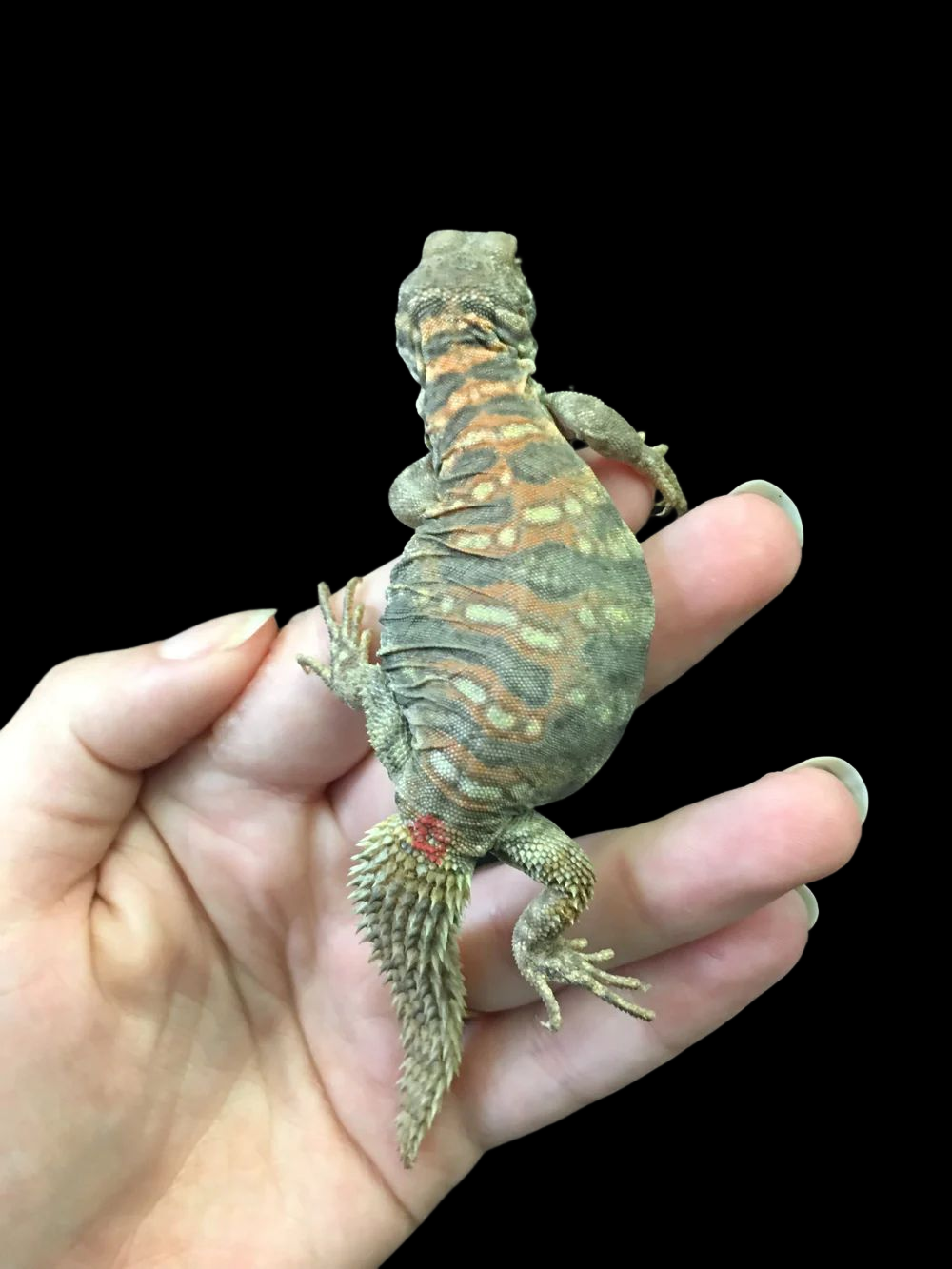 Uromastyx orné