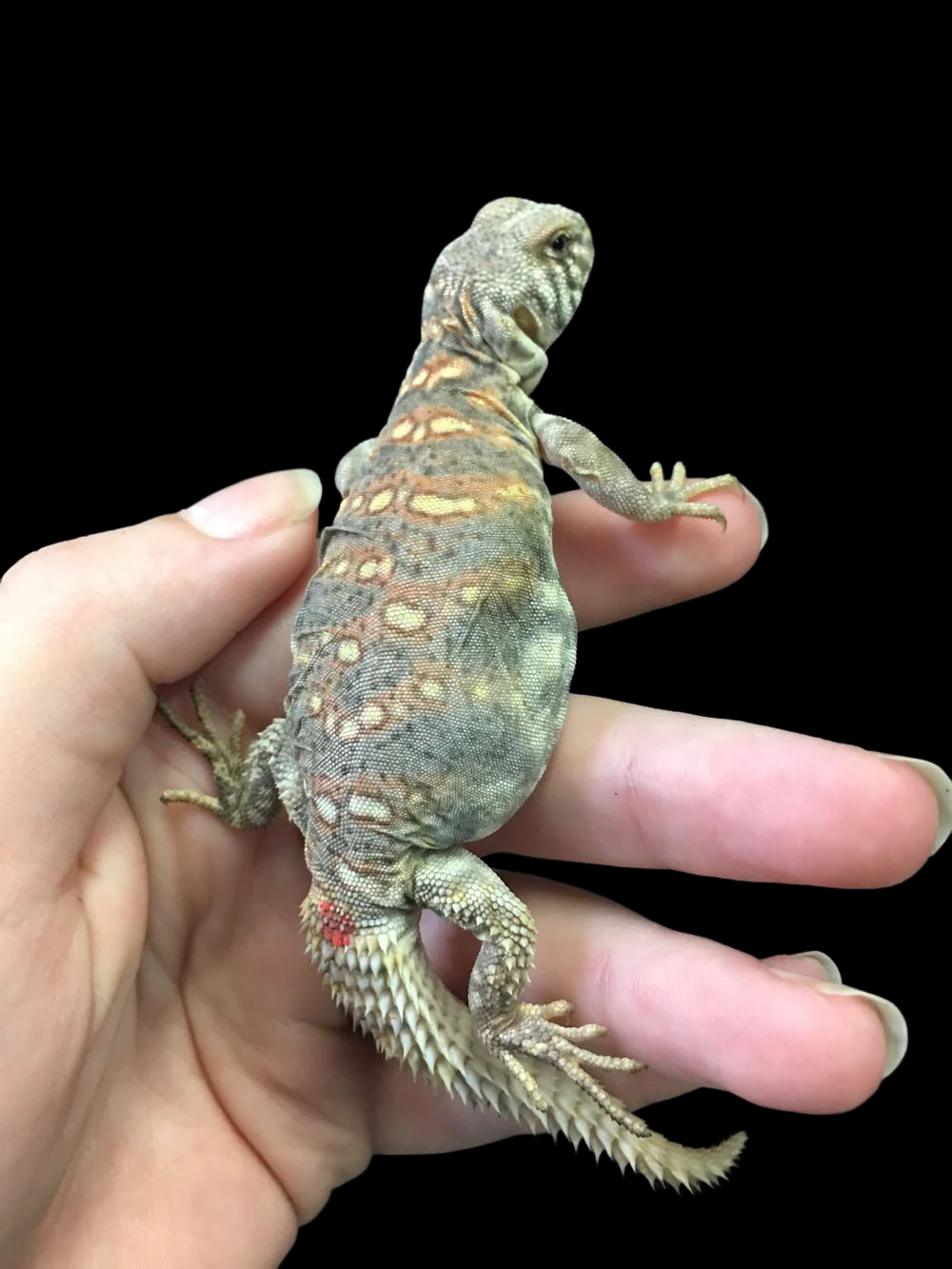 Uromastyx orné