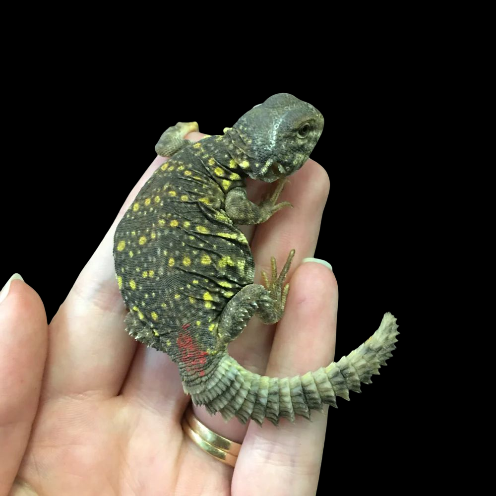 Yellow Saharan Uromastyx (Uromastyx geyri)