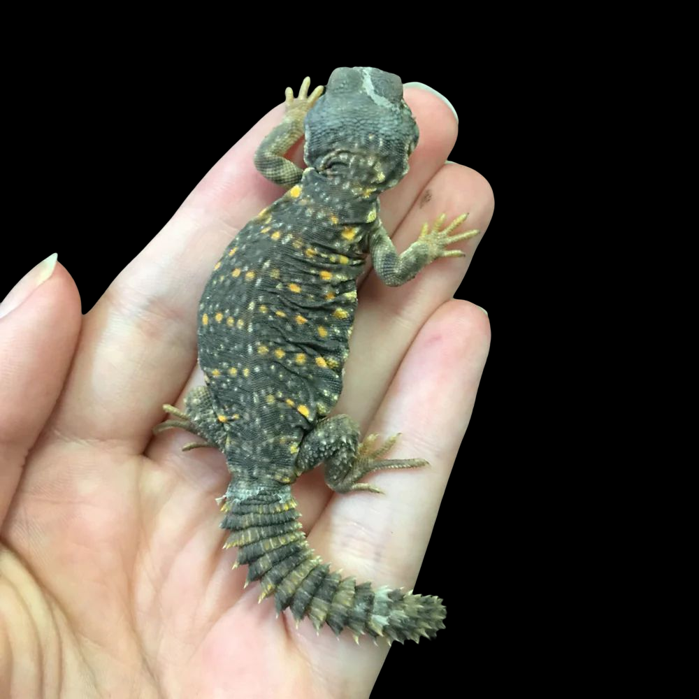 Yellow Saharan Uromastyx (Uromastyx geyri)
