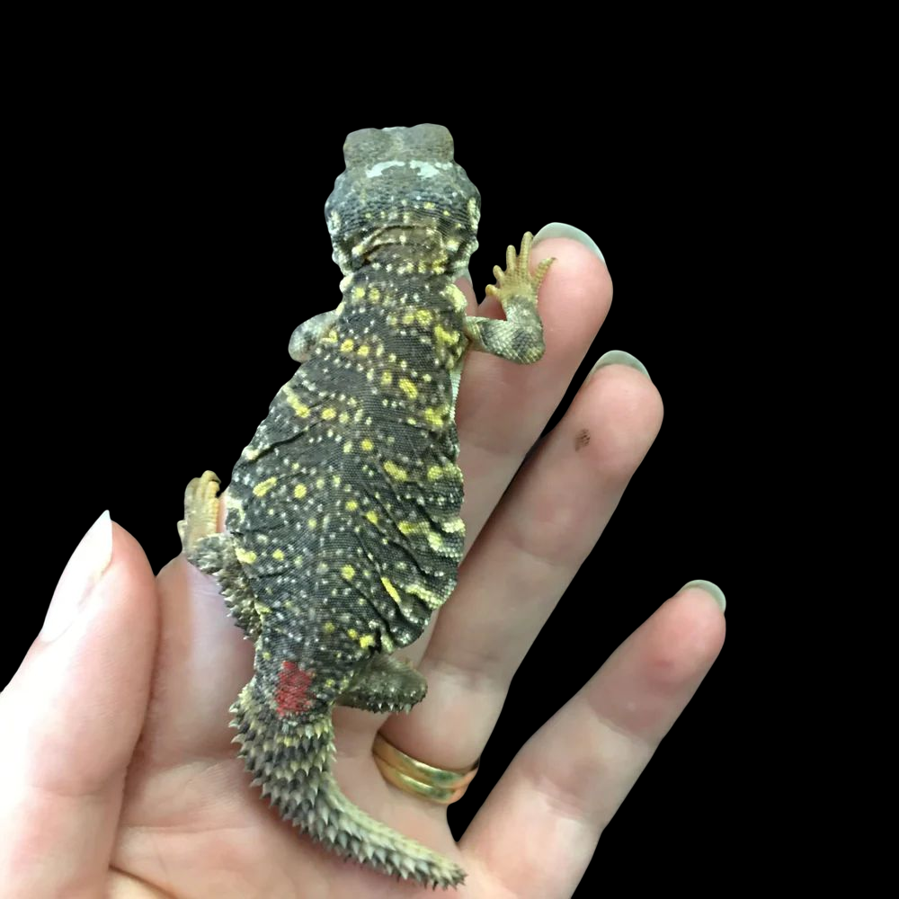 Yellow Saharan Uromastyx (Uromastyx geyri)