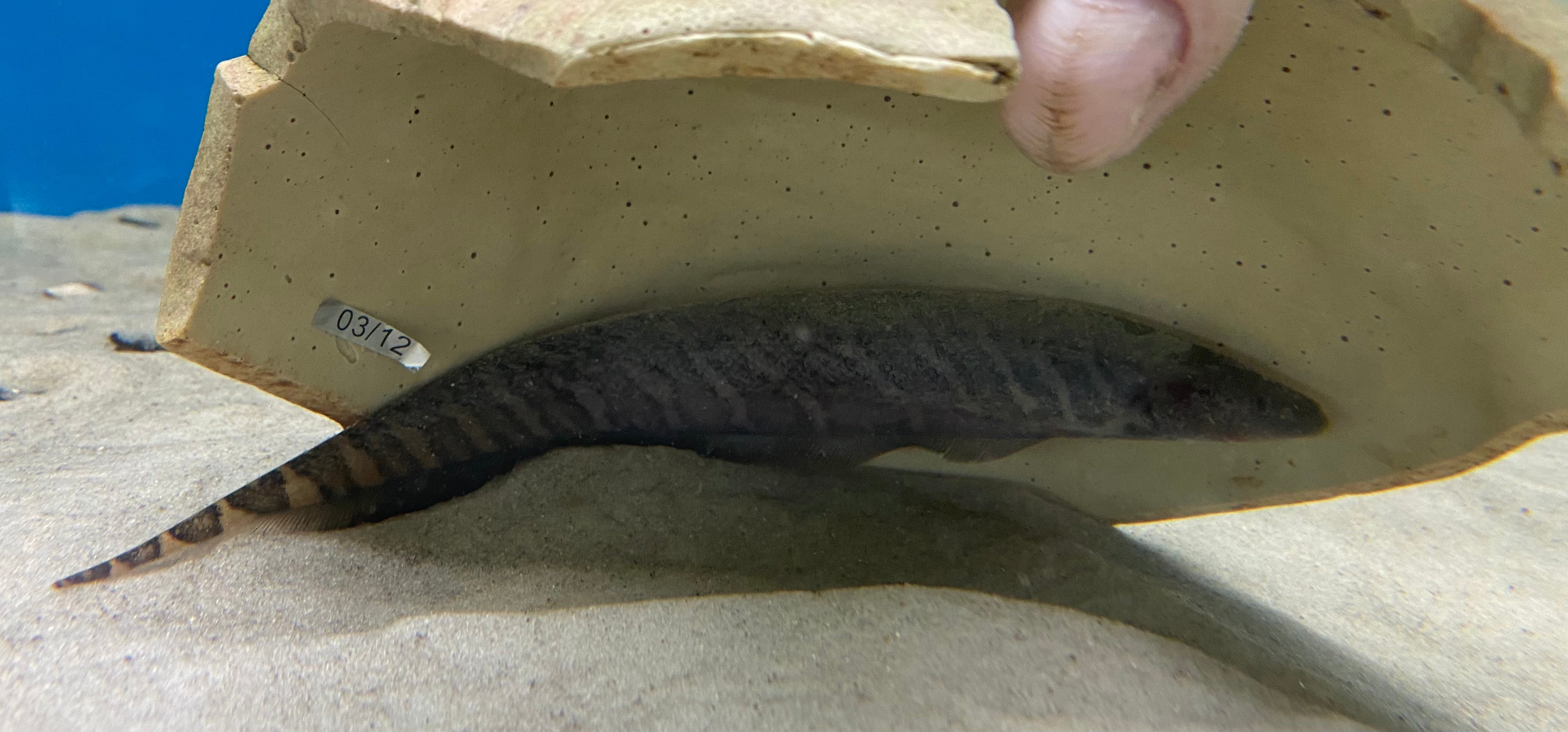 Banded Knifefish