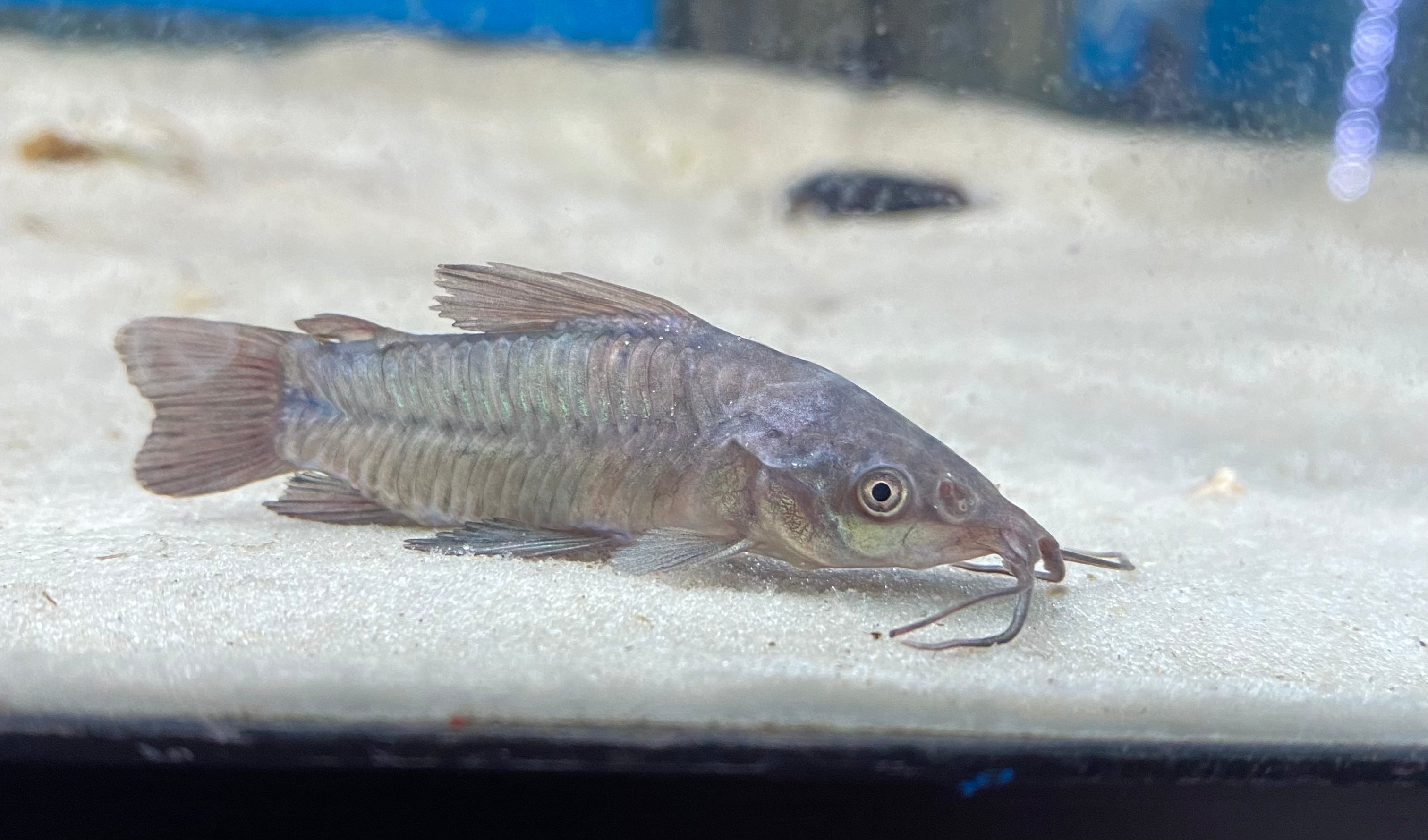 Fork Tailed Hoplo (Hoplosternum littorale)