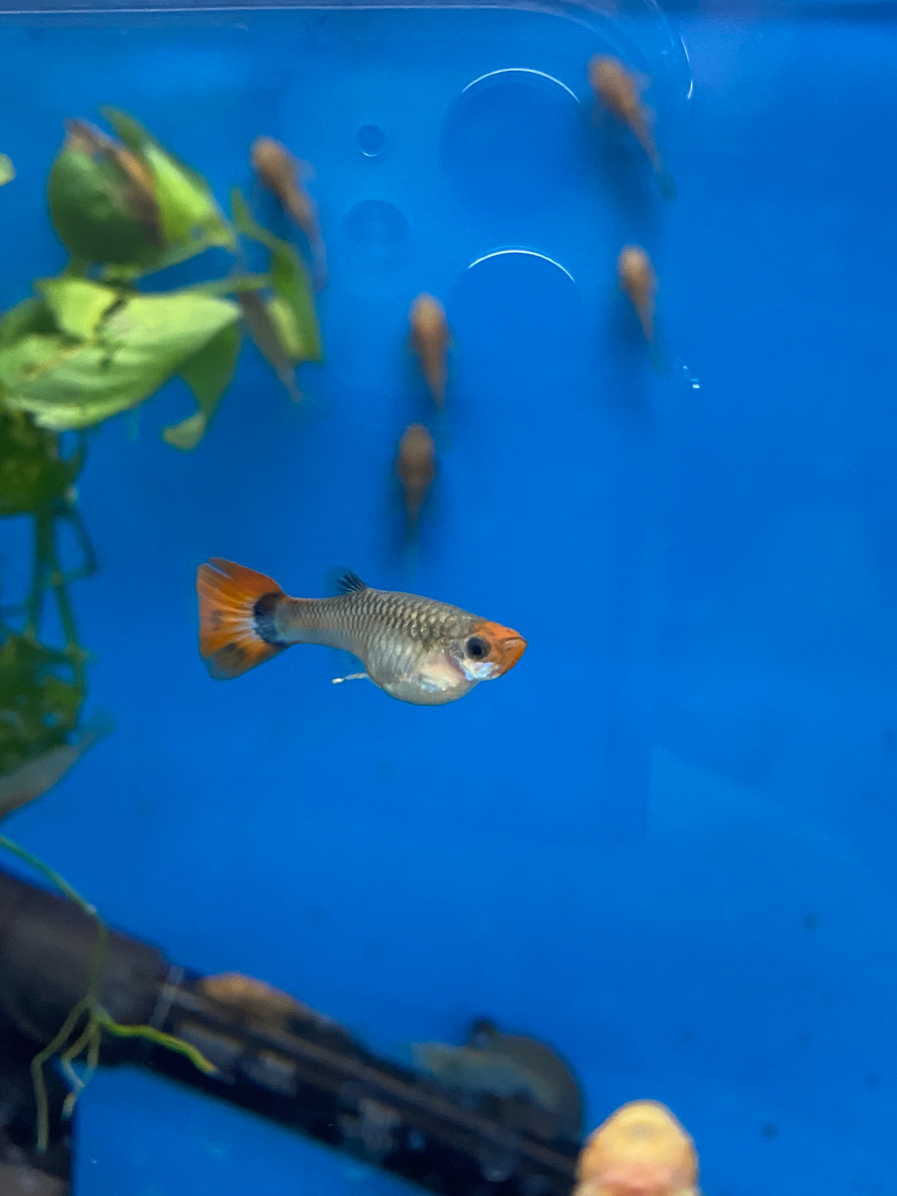 Guppy au nez de clown