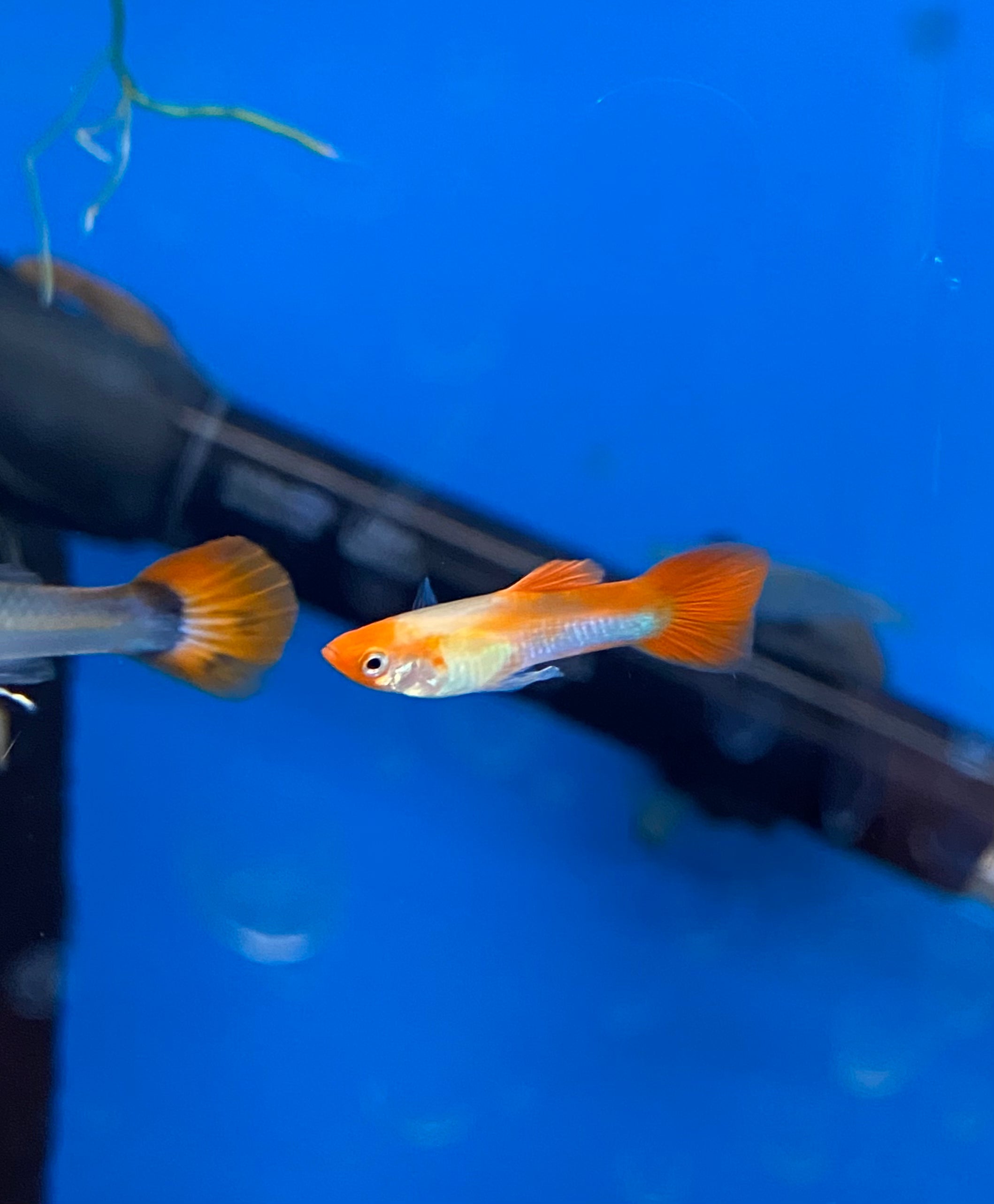 Guppy au nez de clown