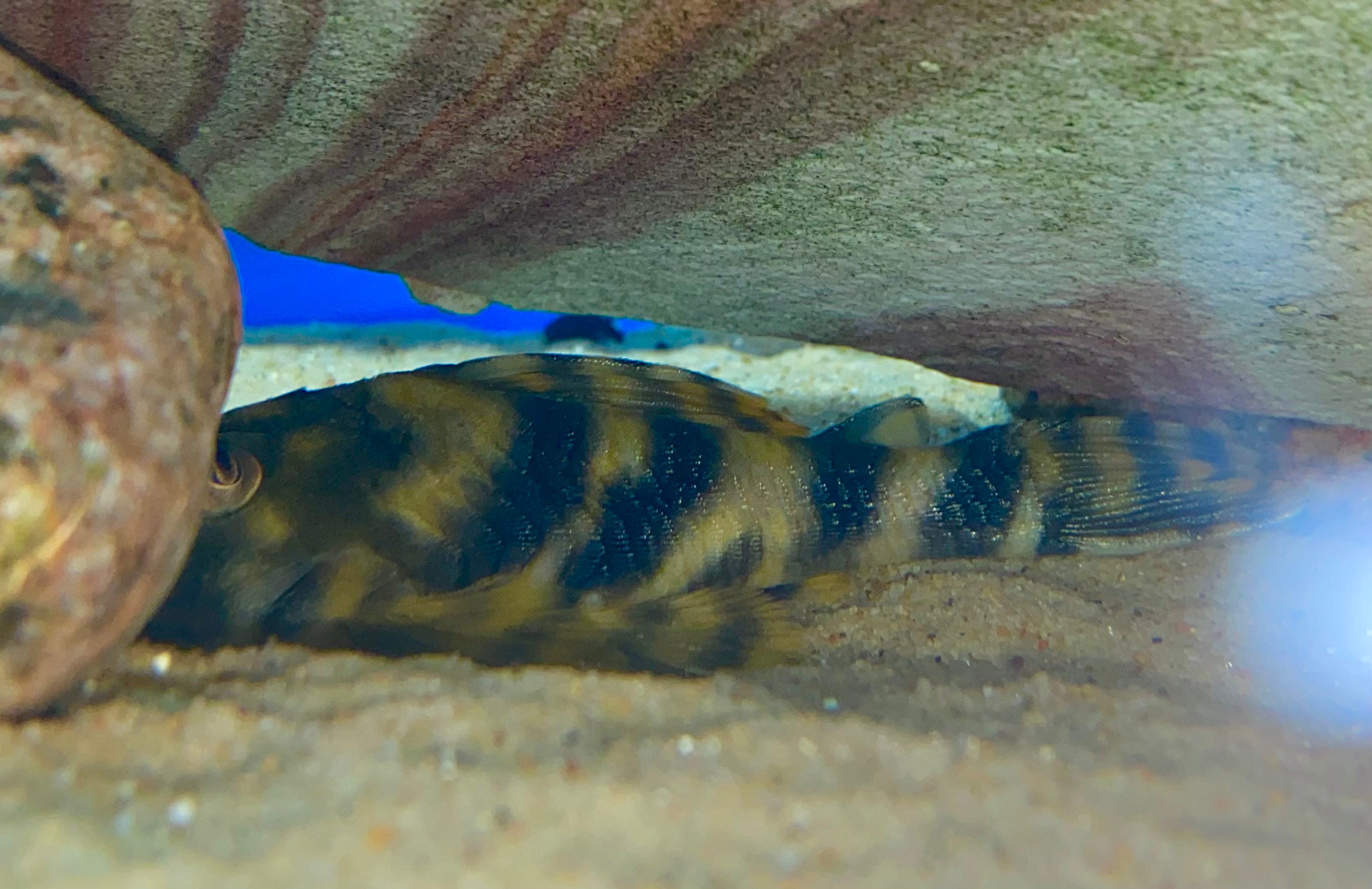 L015 Pleco à rayures bonbon