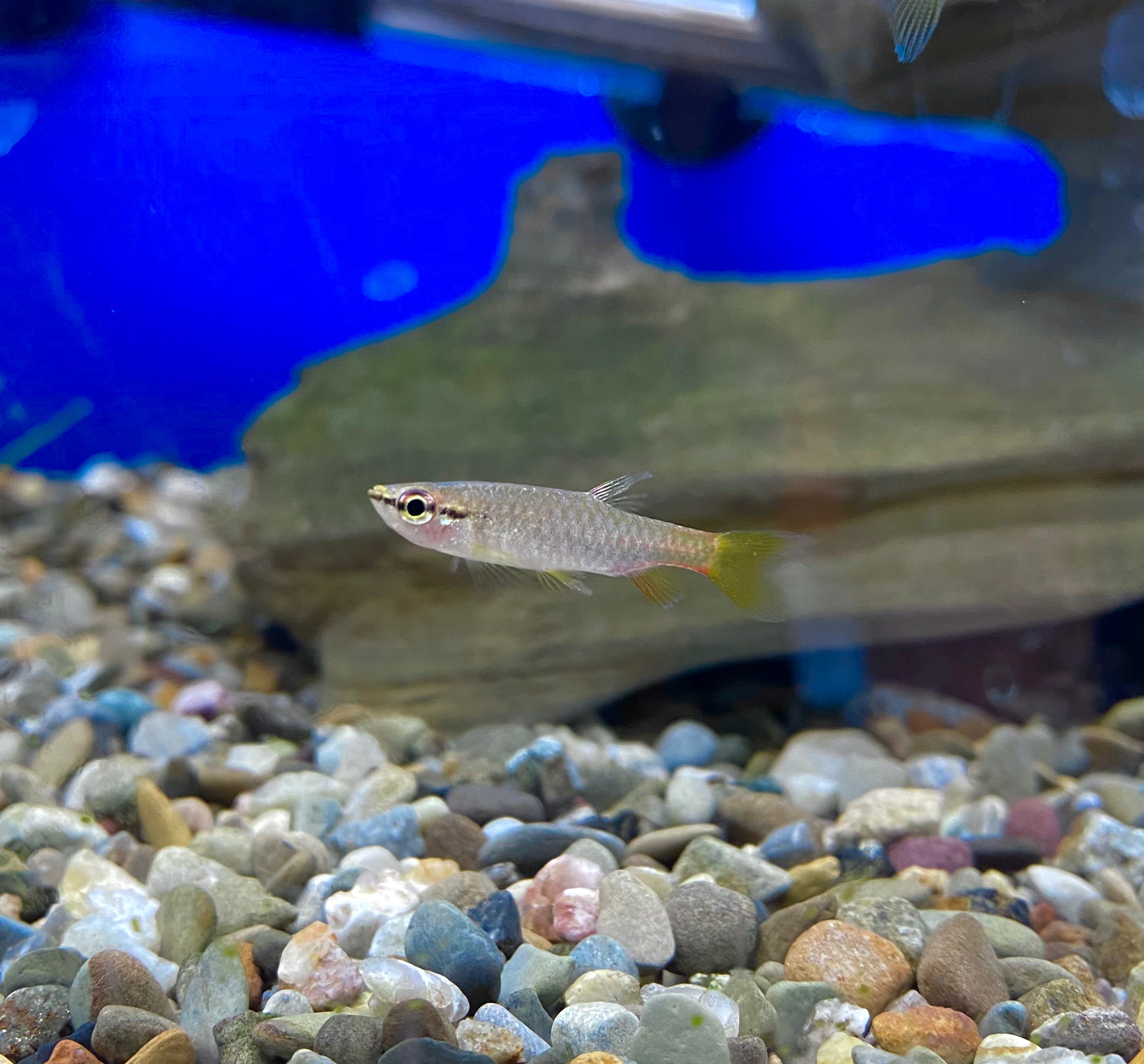 Splash Tetra