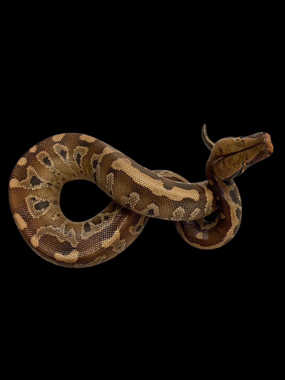 Python sanguinaire (normal)
