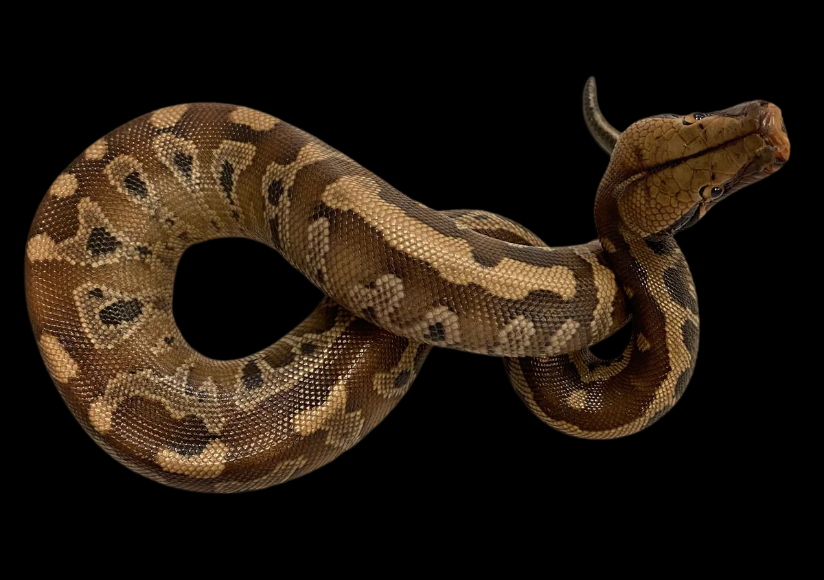 Blood Python (Python brongersmai)