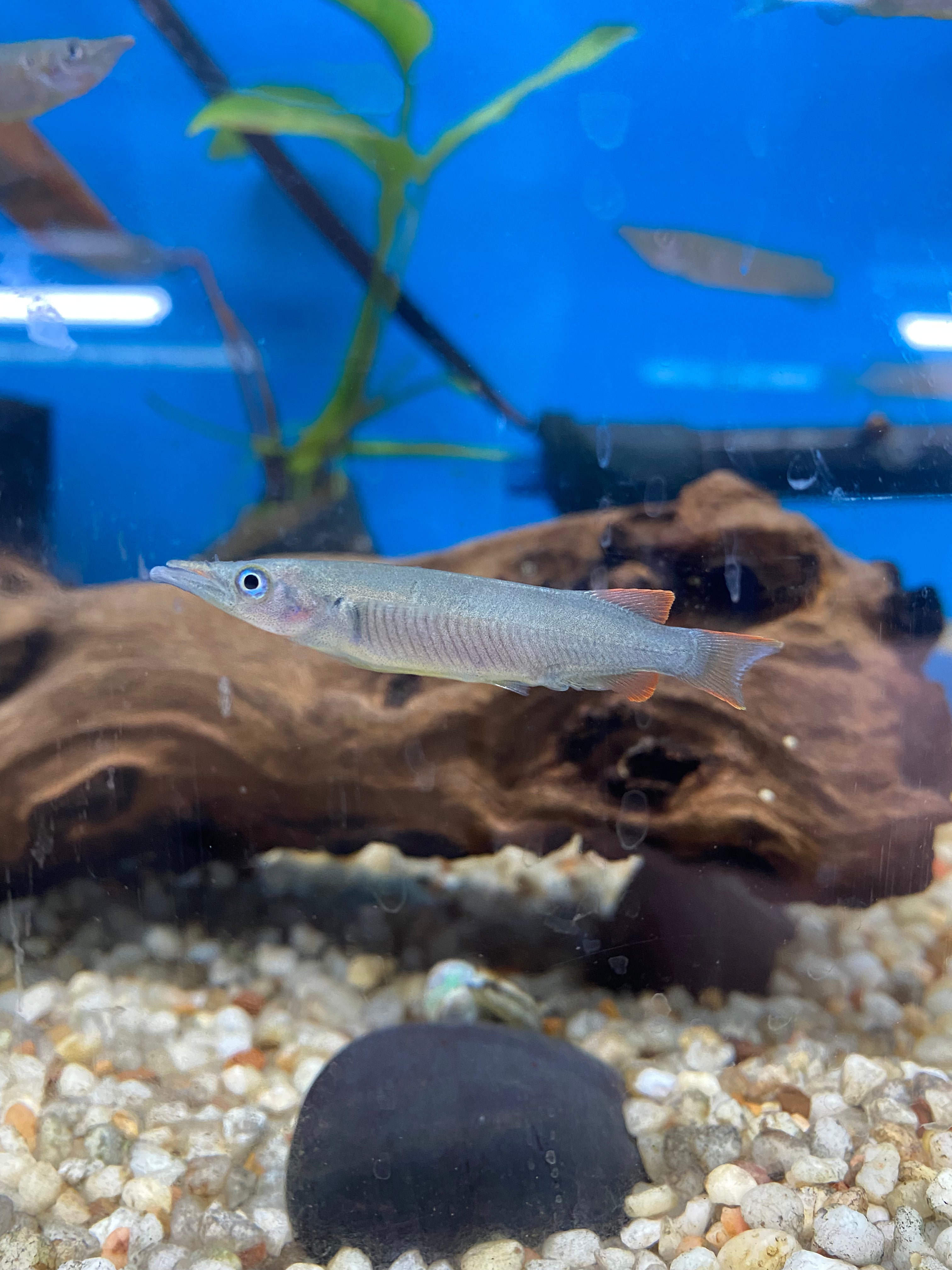 Sulawesi Red-Fin Halfbeak