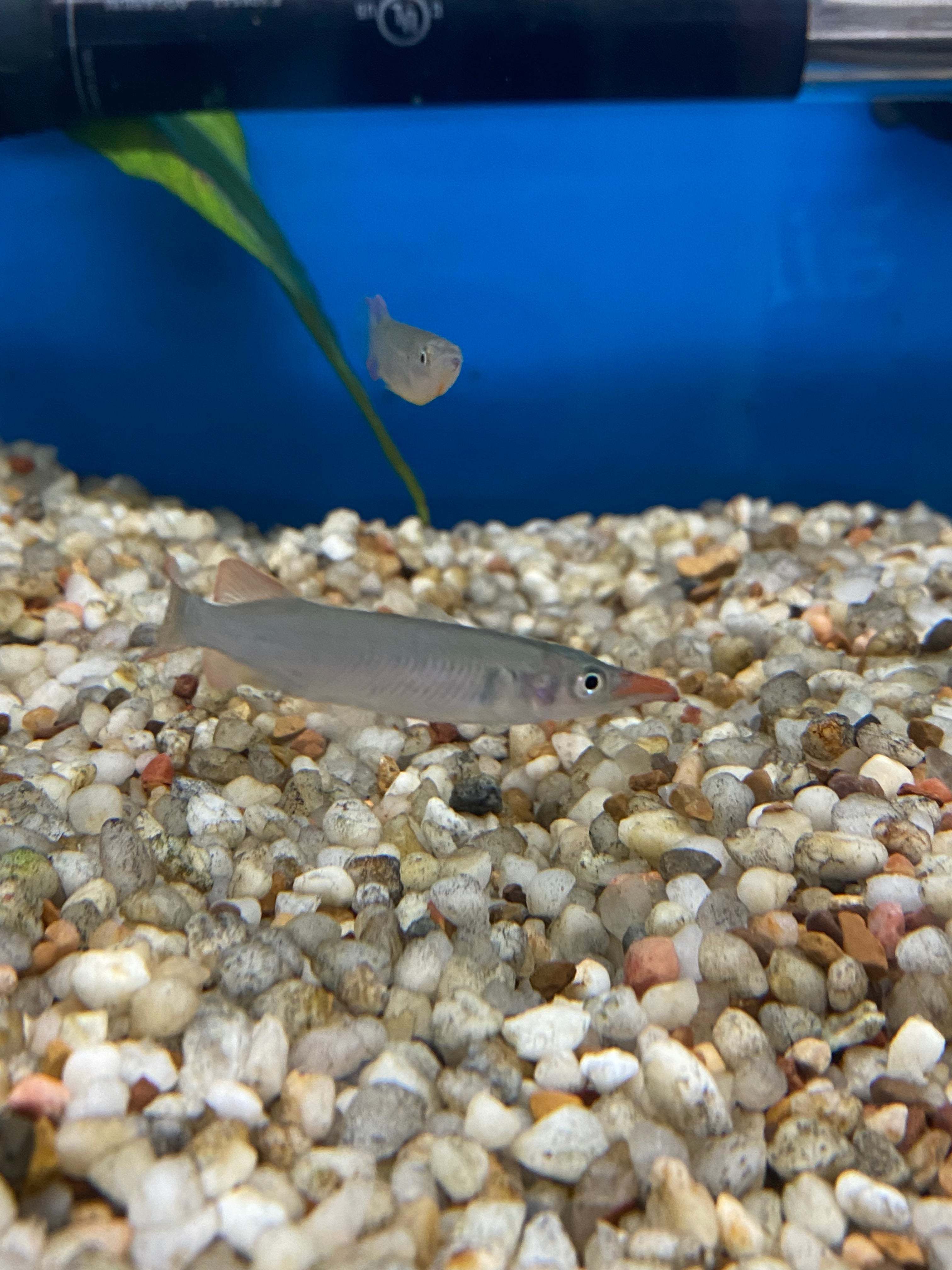 Sulawesi Red-Fin Halfbeak