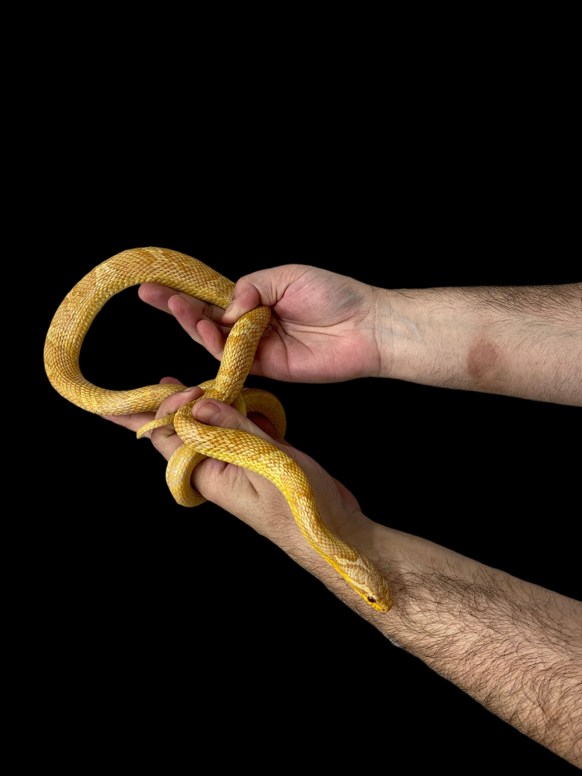 Korean Ratsnake (Albino)