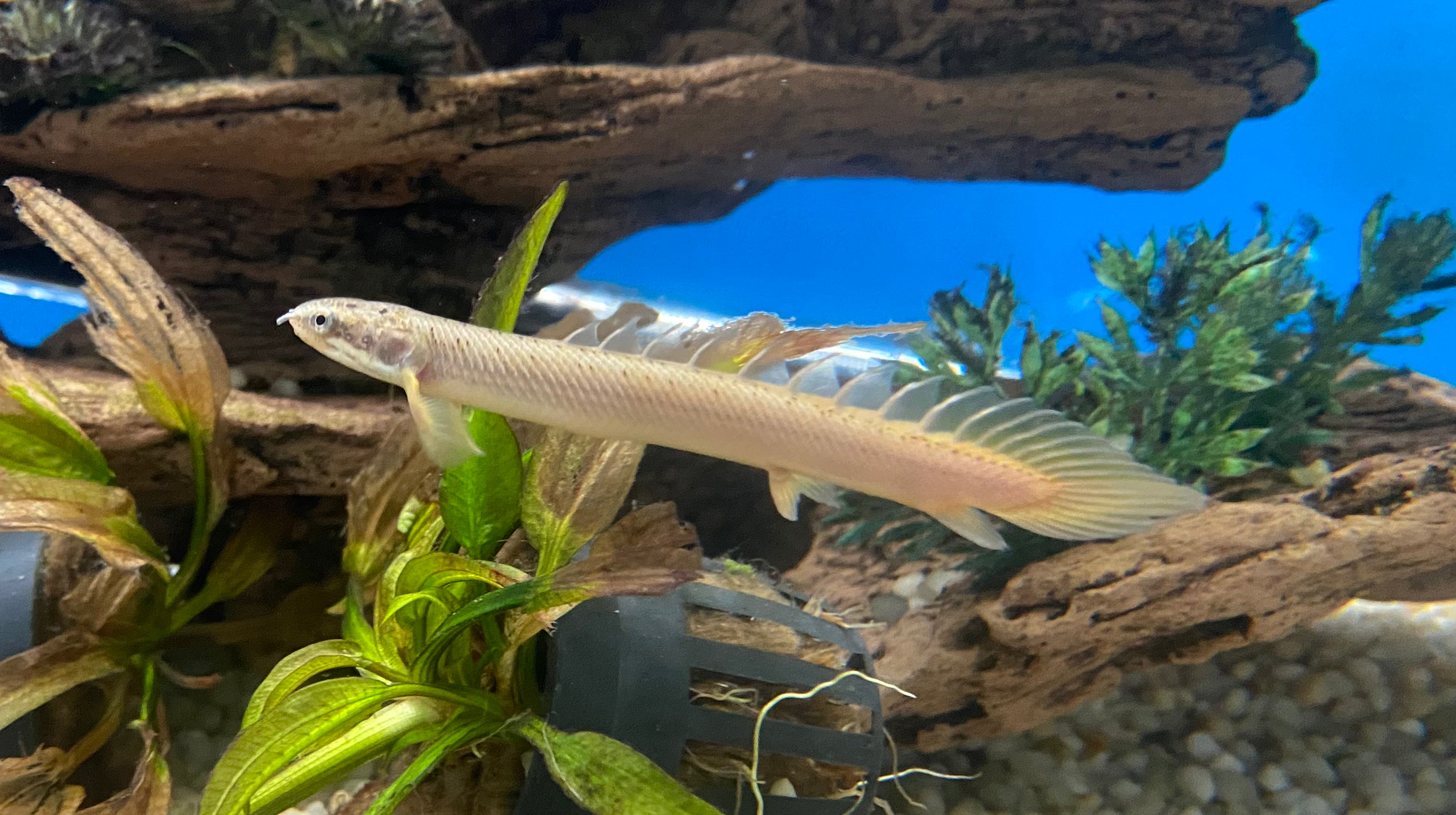 Bichir hot sale fish care