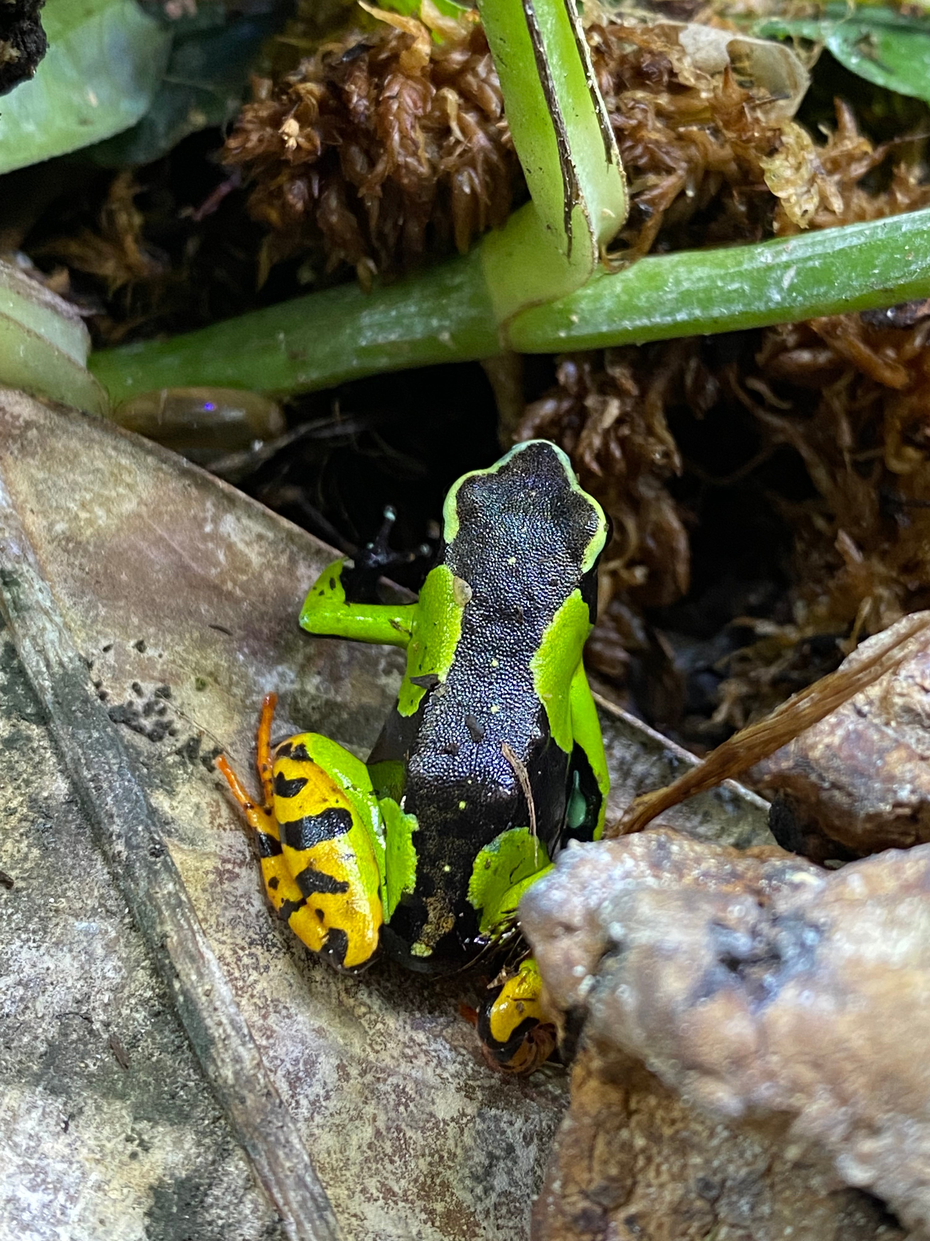 Mantella baroni 'Peinte'