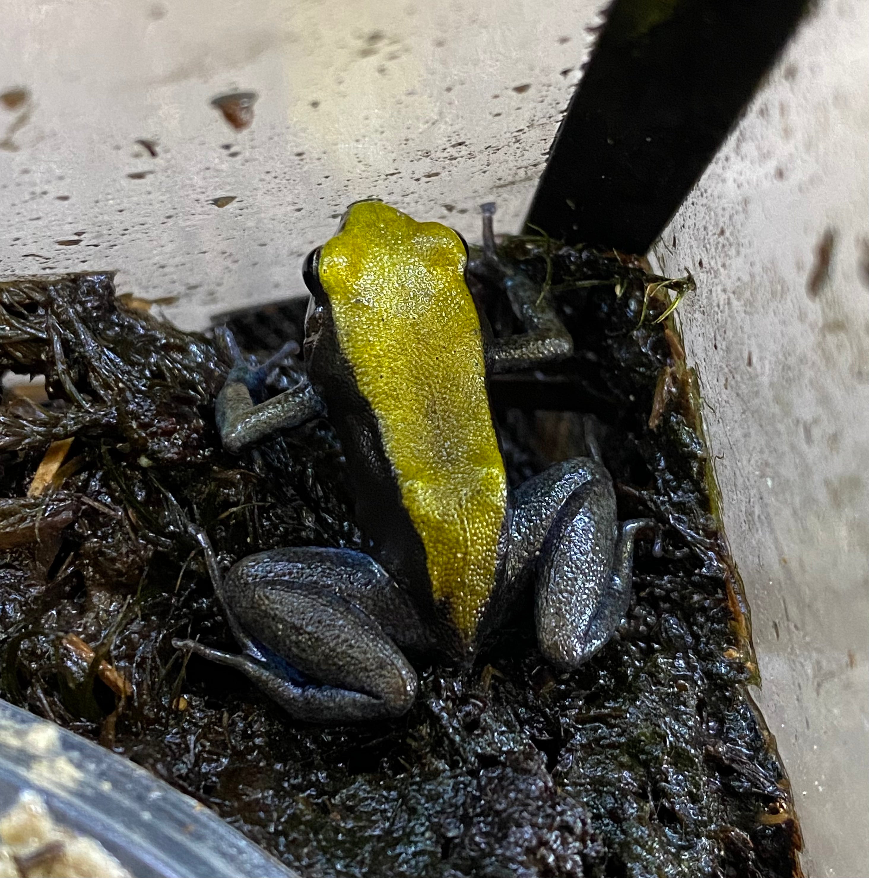 Mantelle à pattes bleues