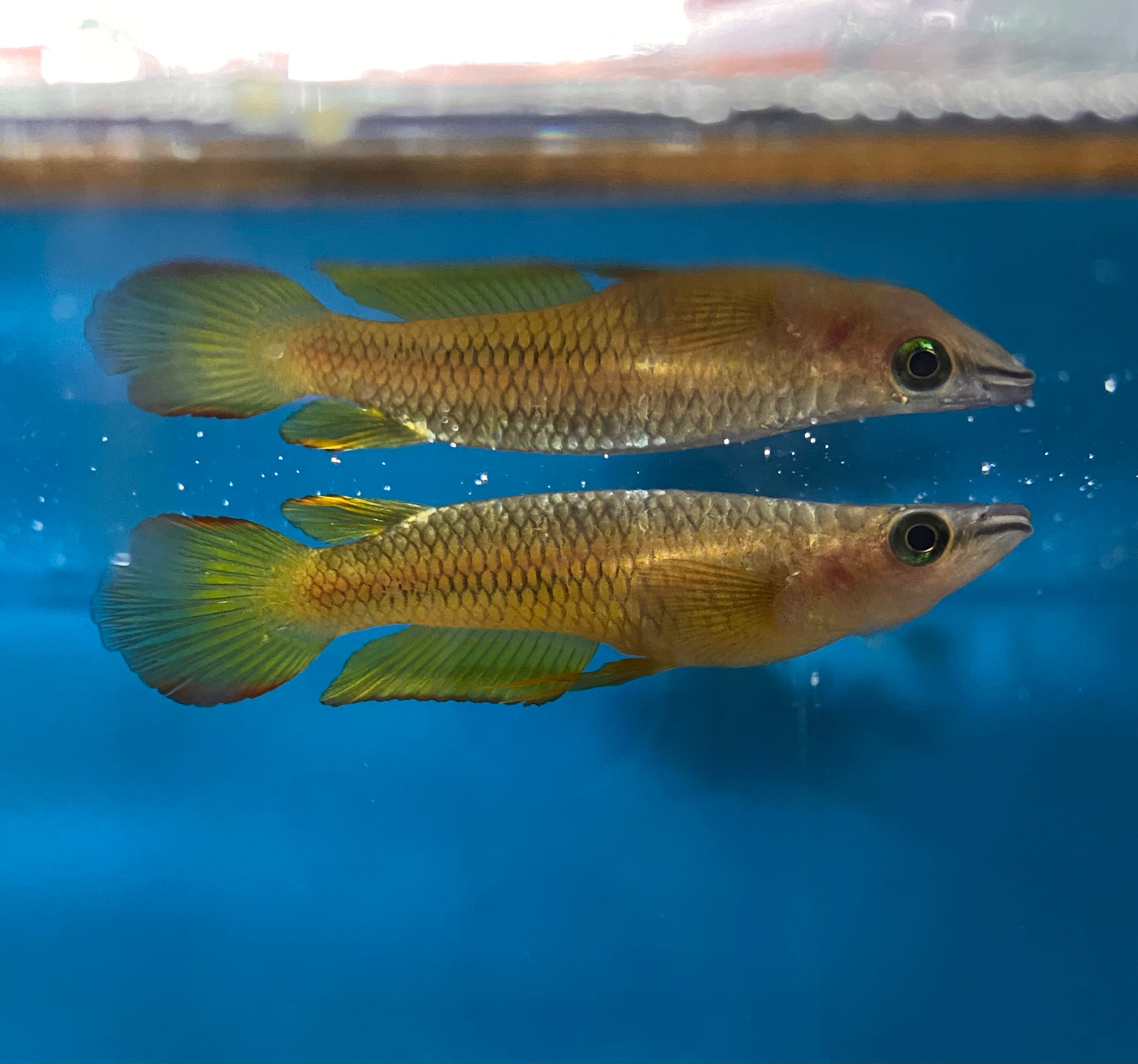 Golden Wonder Killifish