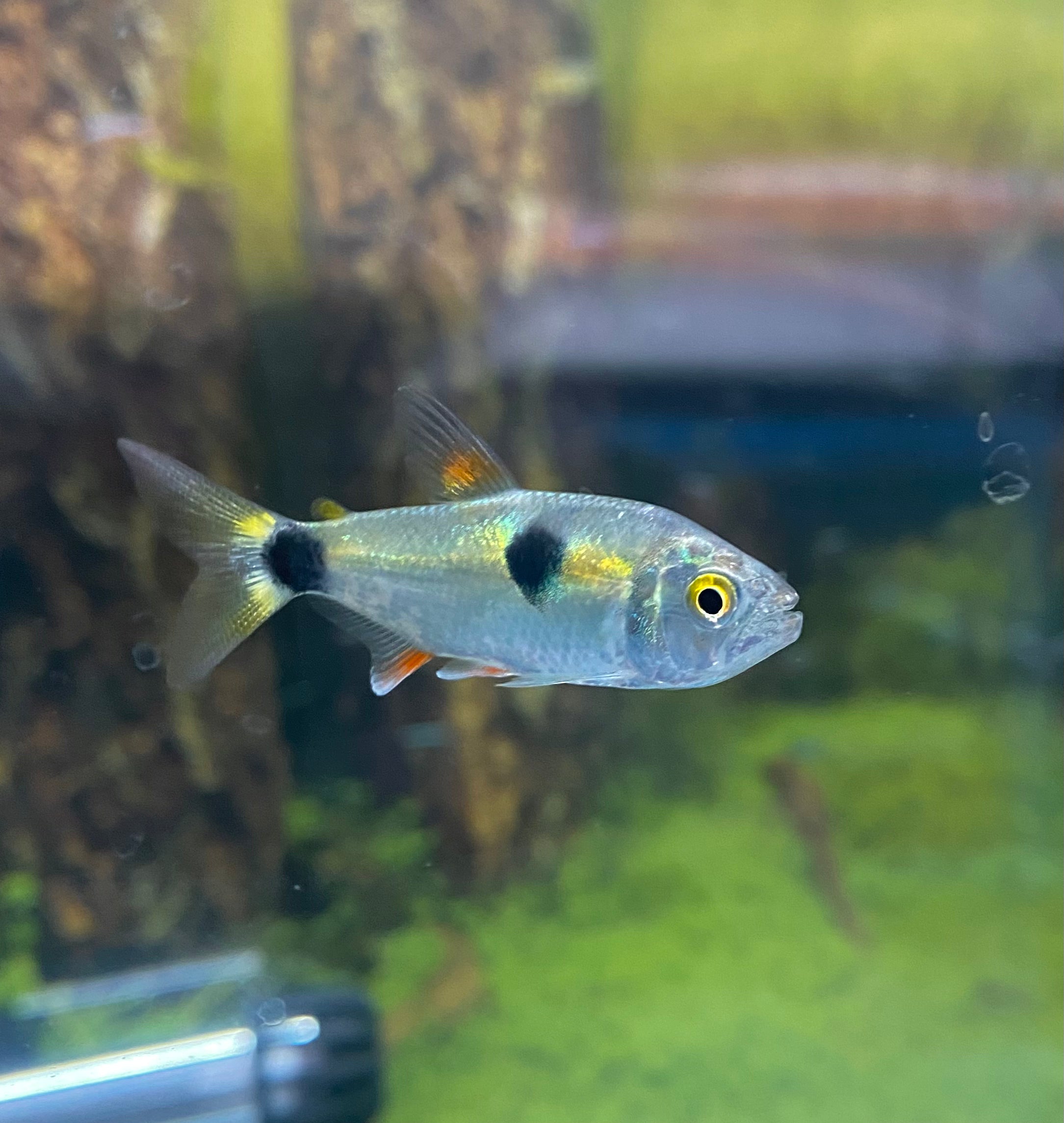 Exodon Tetra