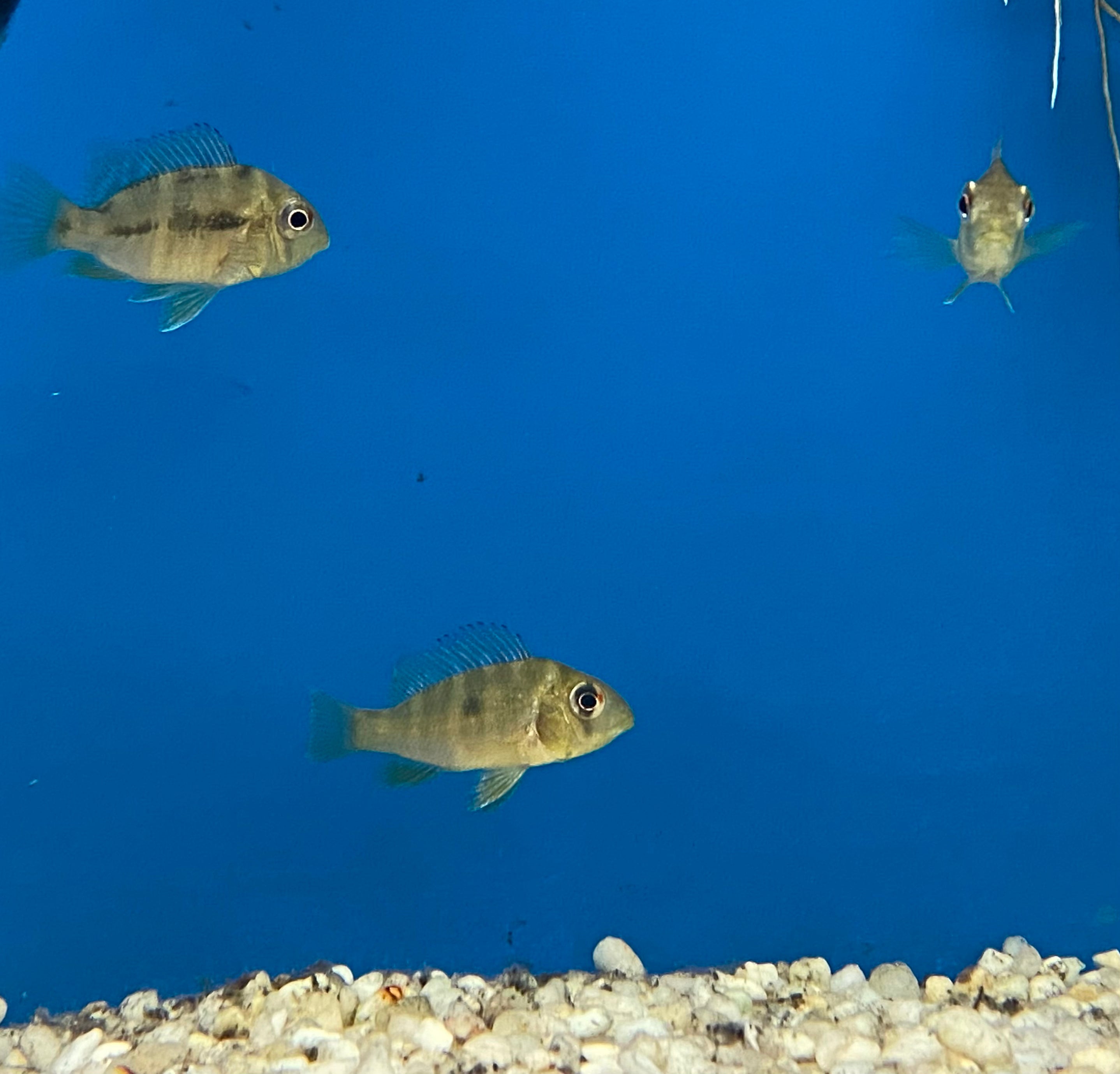 Gymnogeophagus balzanii