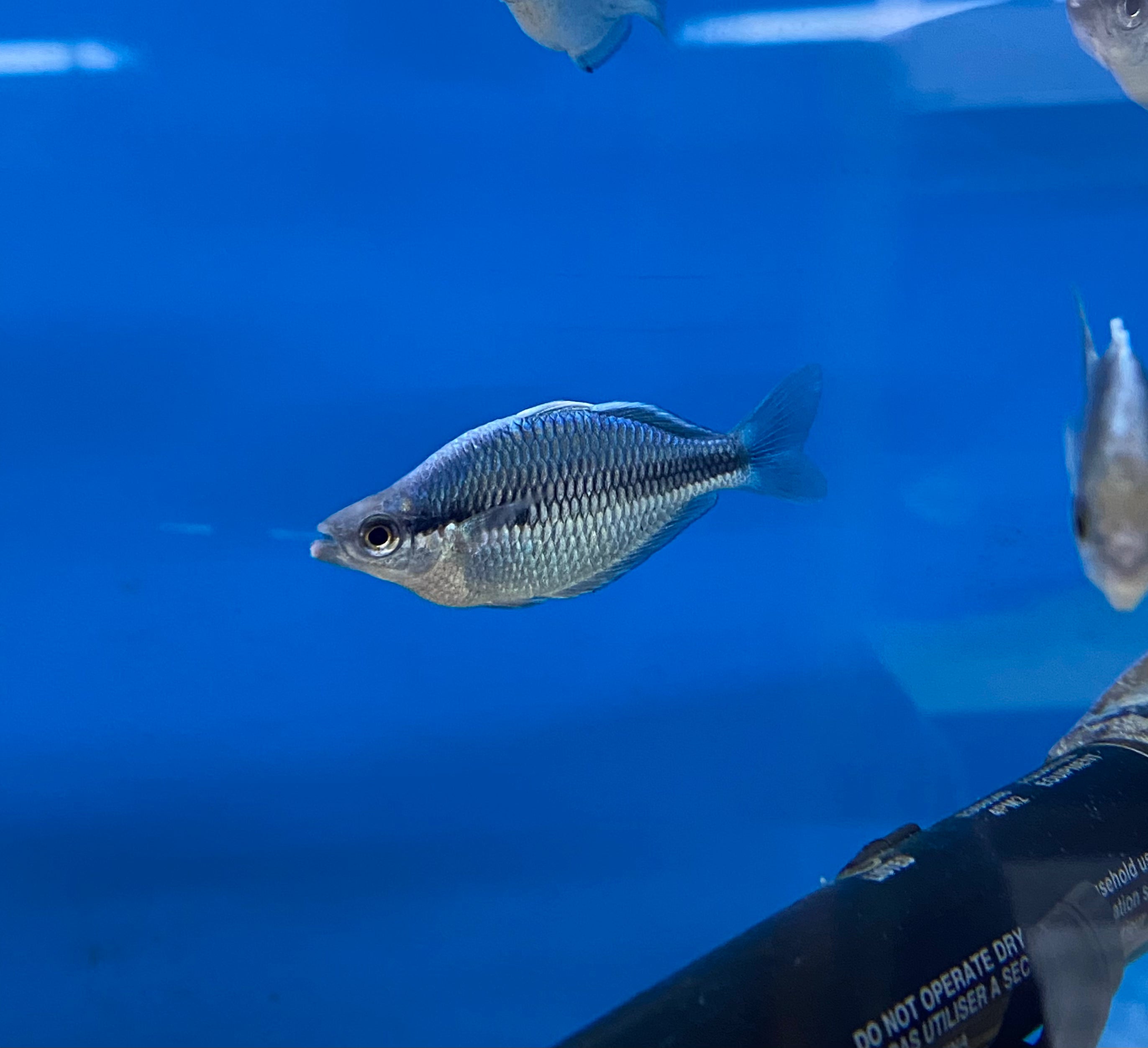 Kamaka Rainbow (M. kamaka)