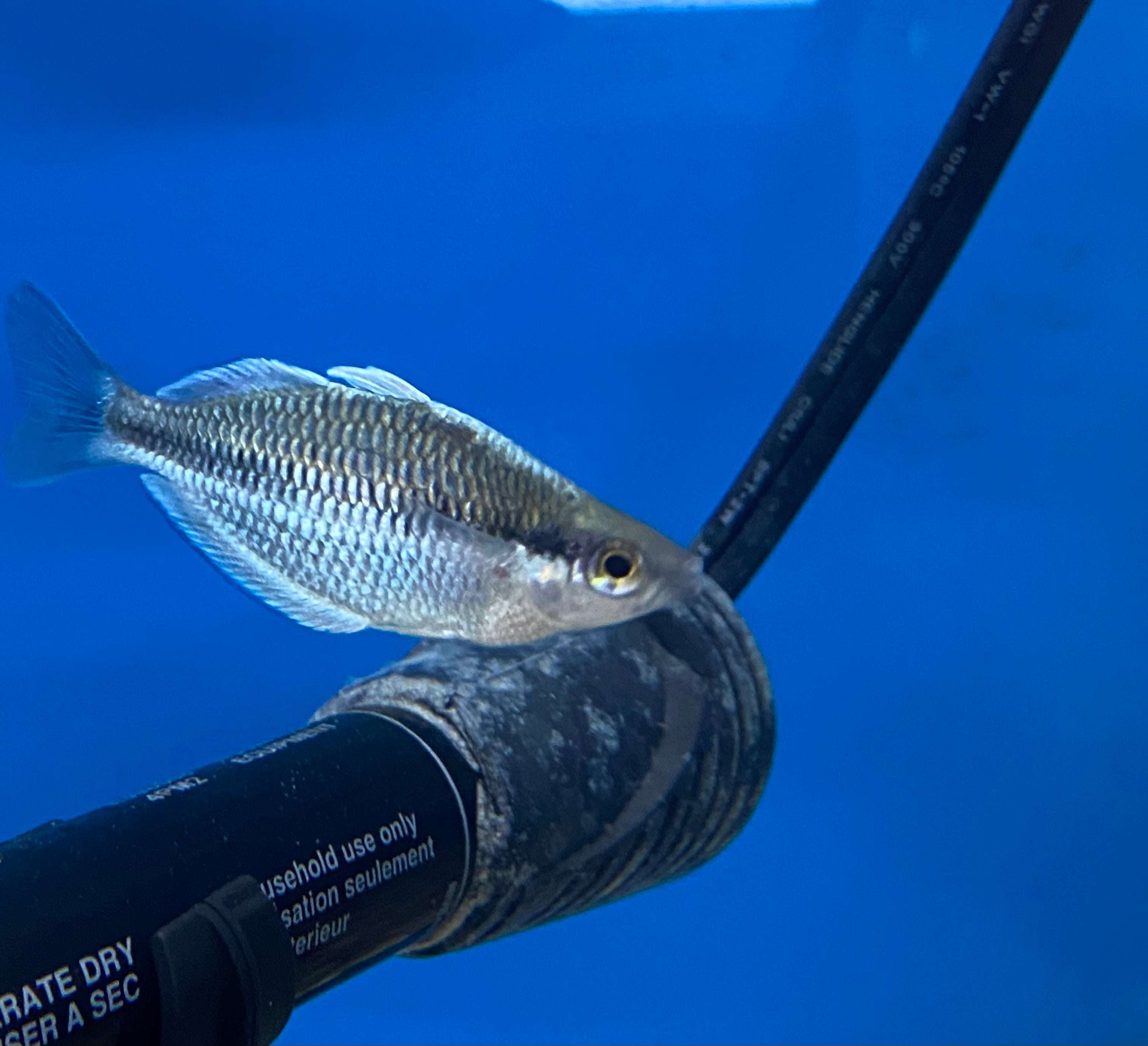 Kamaka Rainbow (M. kamaka)