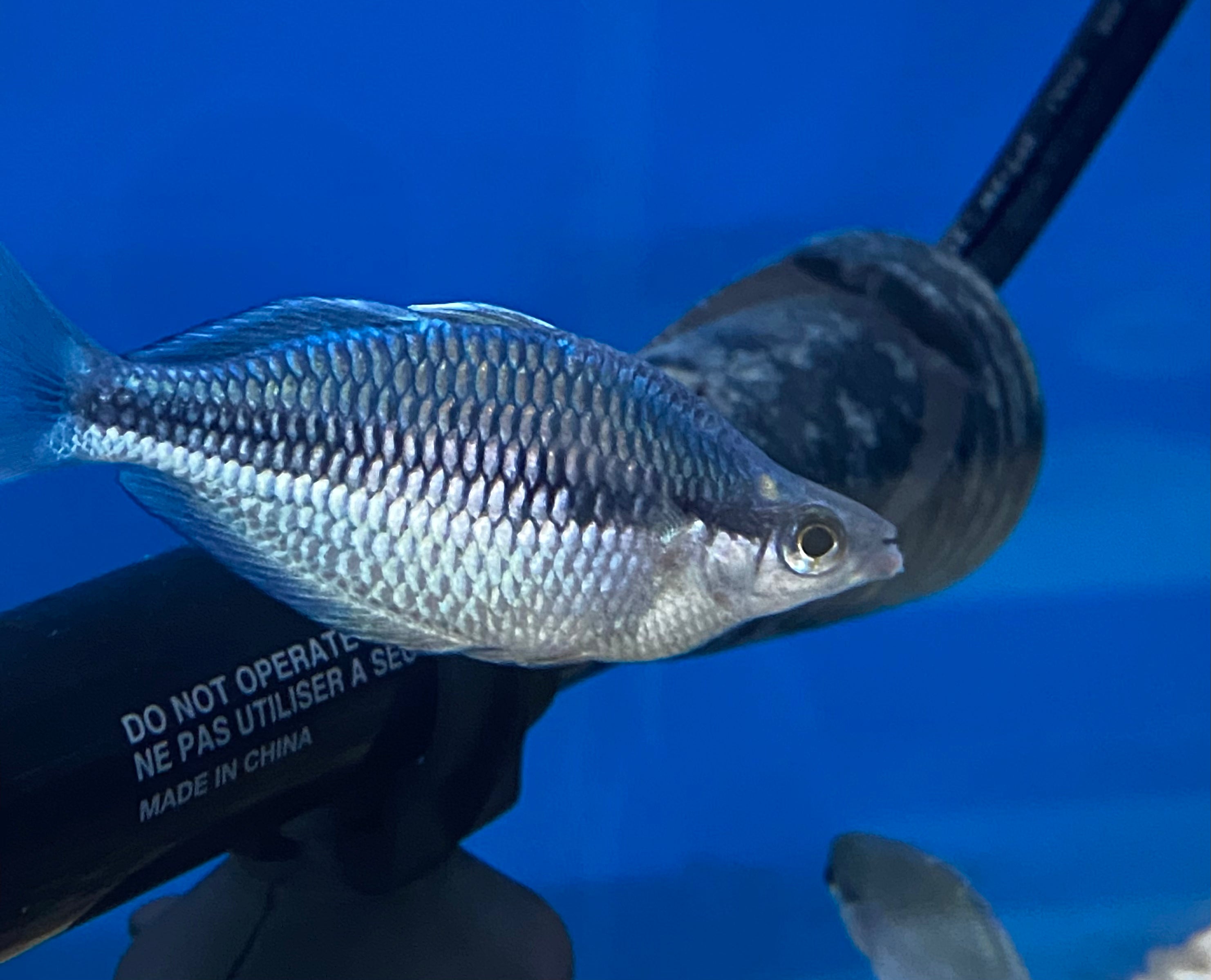 Kamaka Rainbow (M. kamaka)