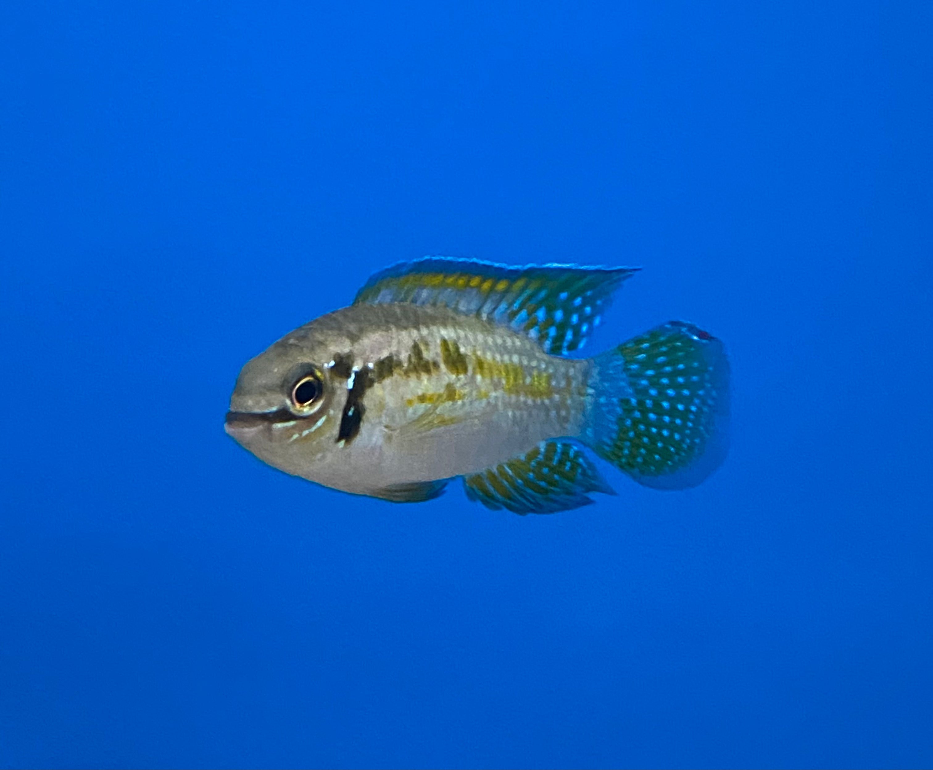 Araguaia Acara souriante