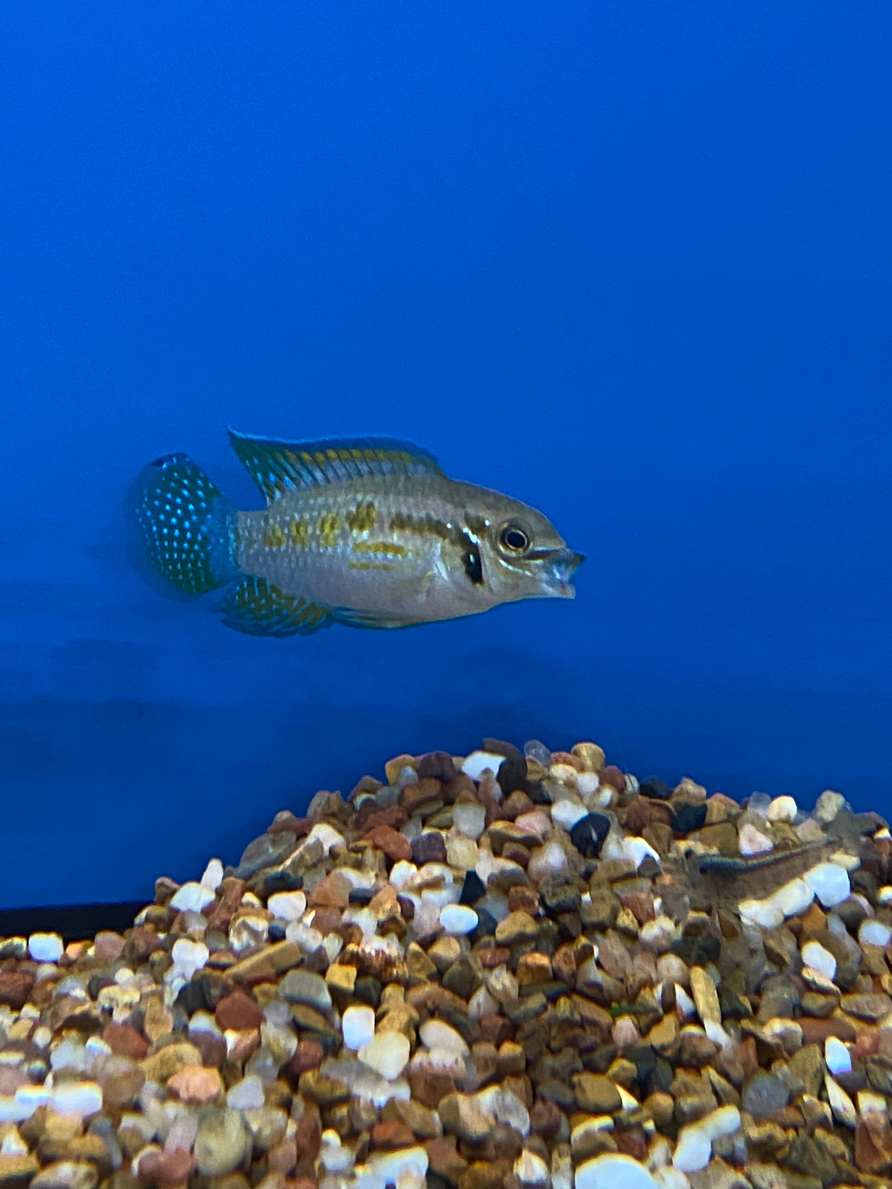 Araguaia Acara souriante