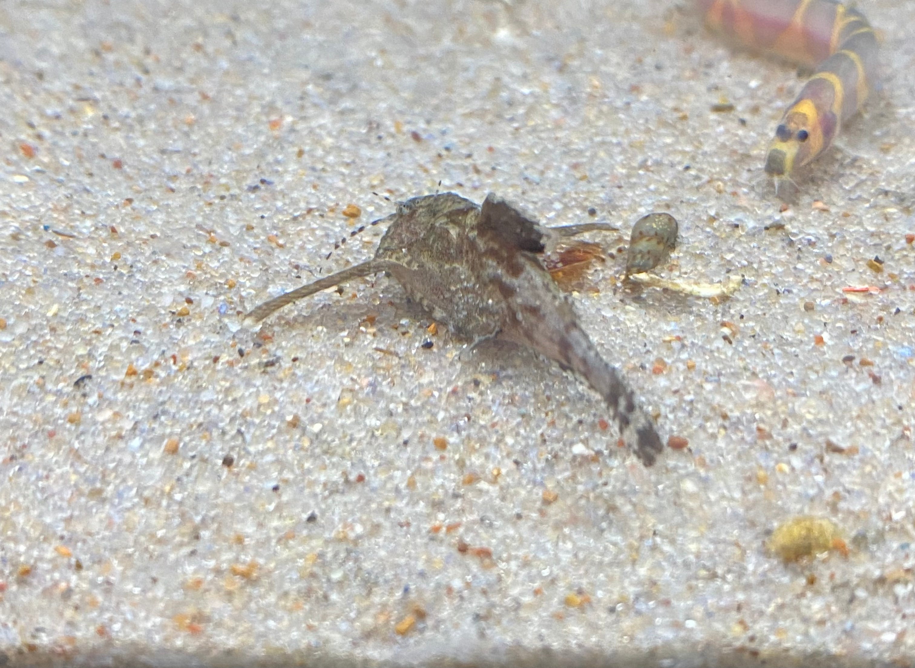 Poisson-chat asiatique / Hara Hara