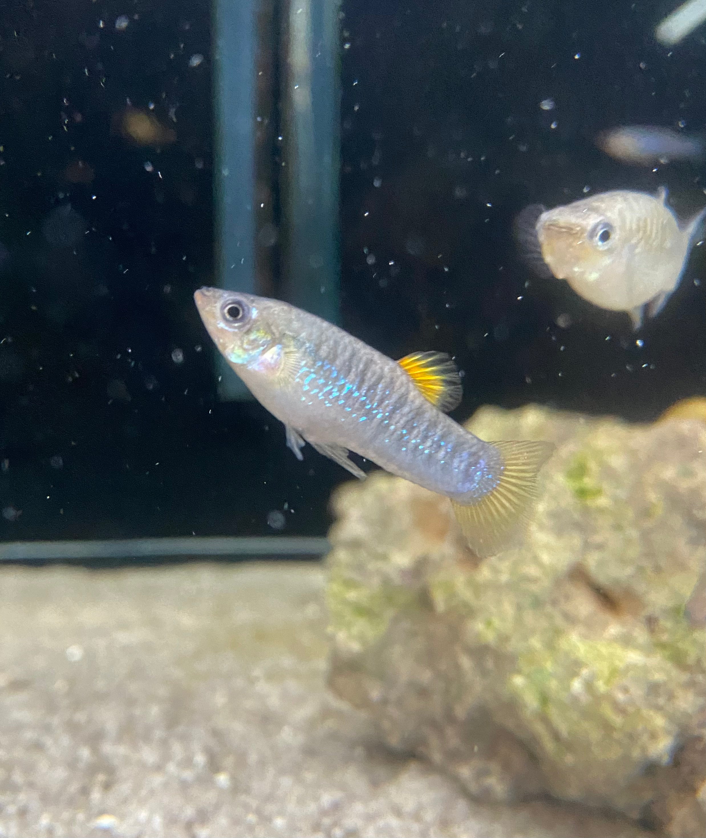 Tiburon Limia (Limia tridens)