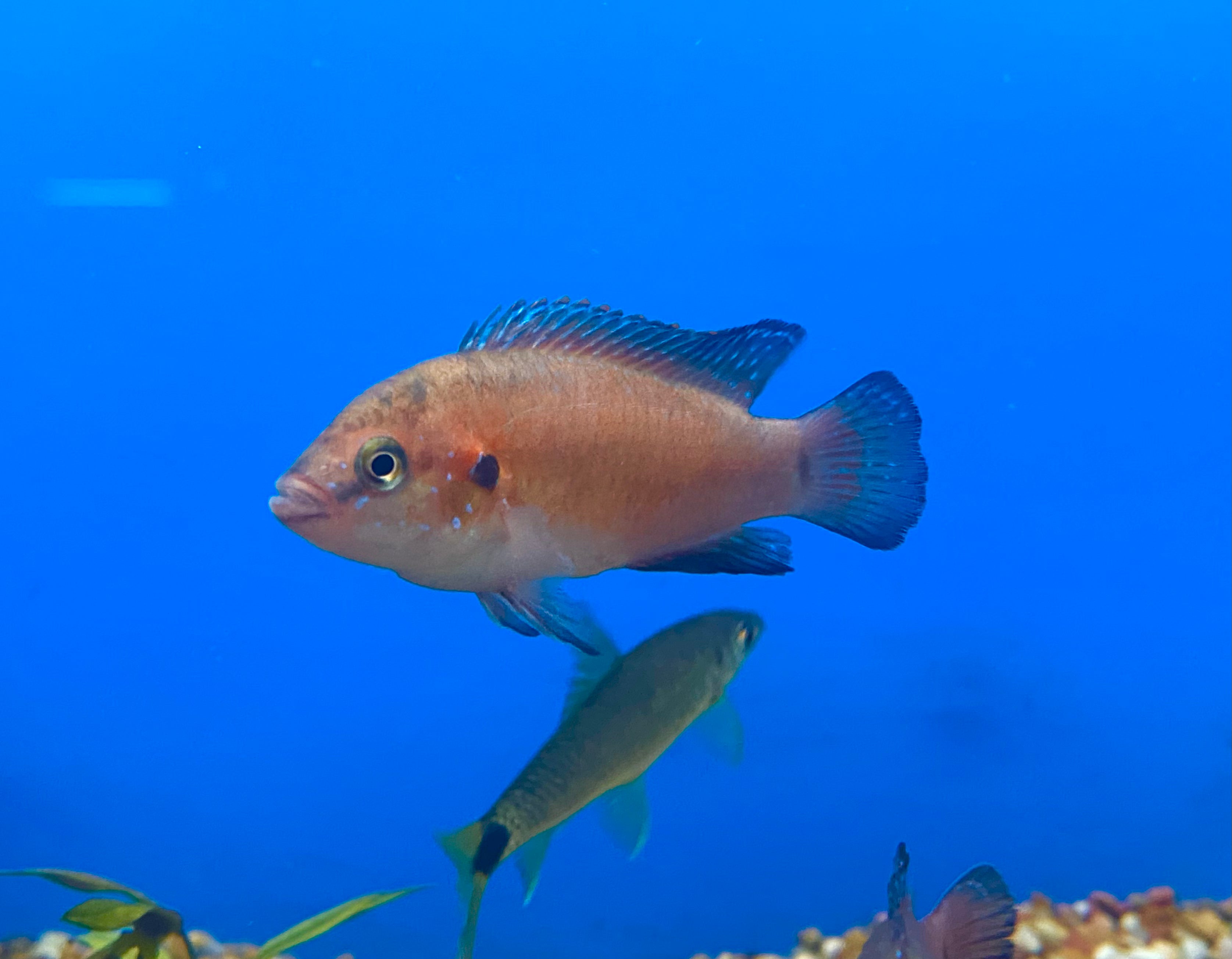 Jewel sales cichlid care