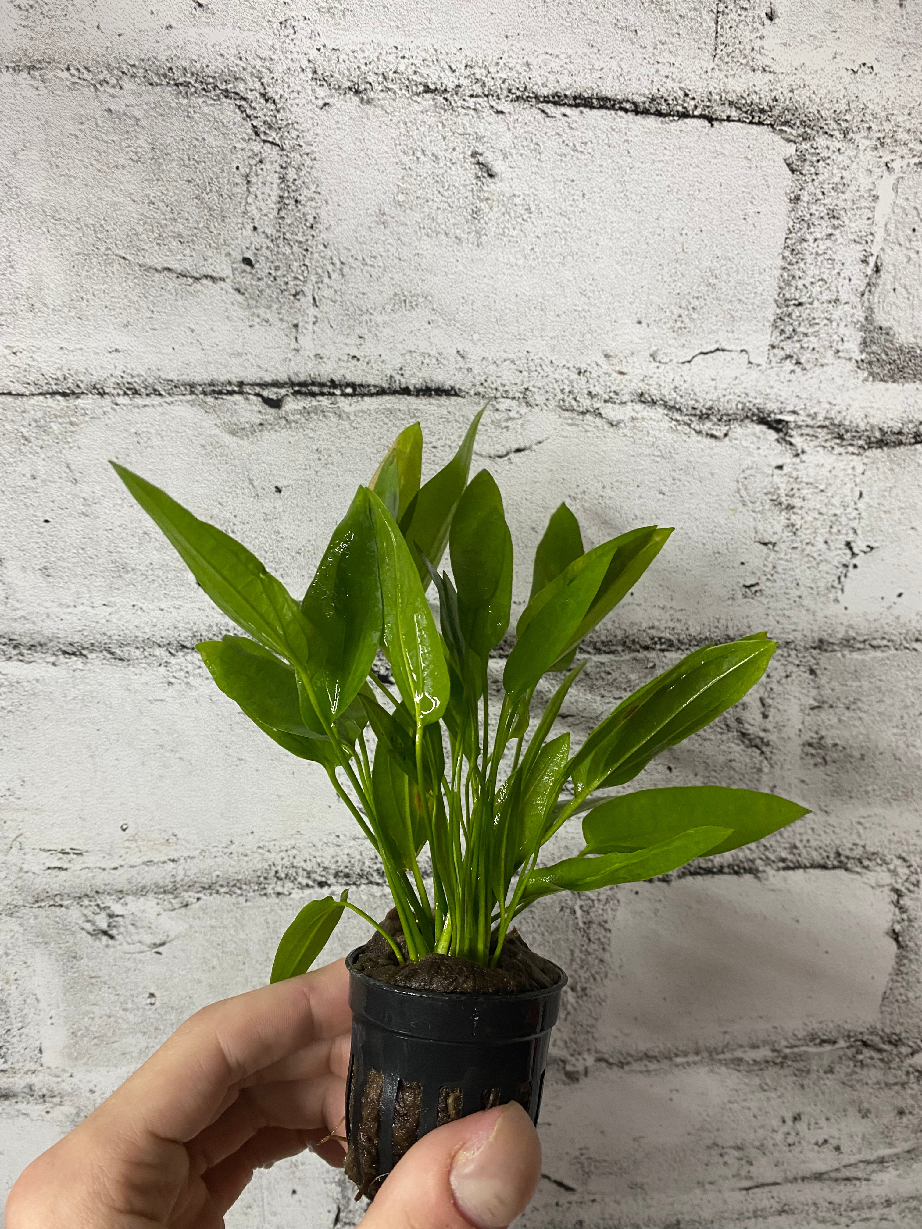 Echinodorus 'Ozelot Narrow Mini'