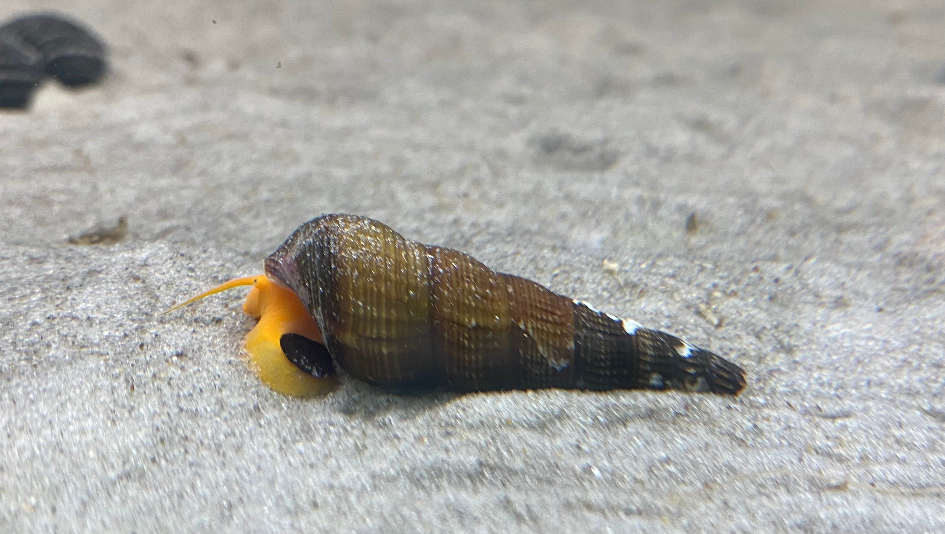 Orange Poso/ Rabbit Snail