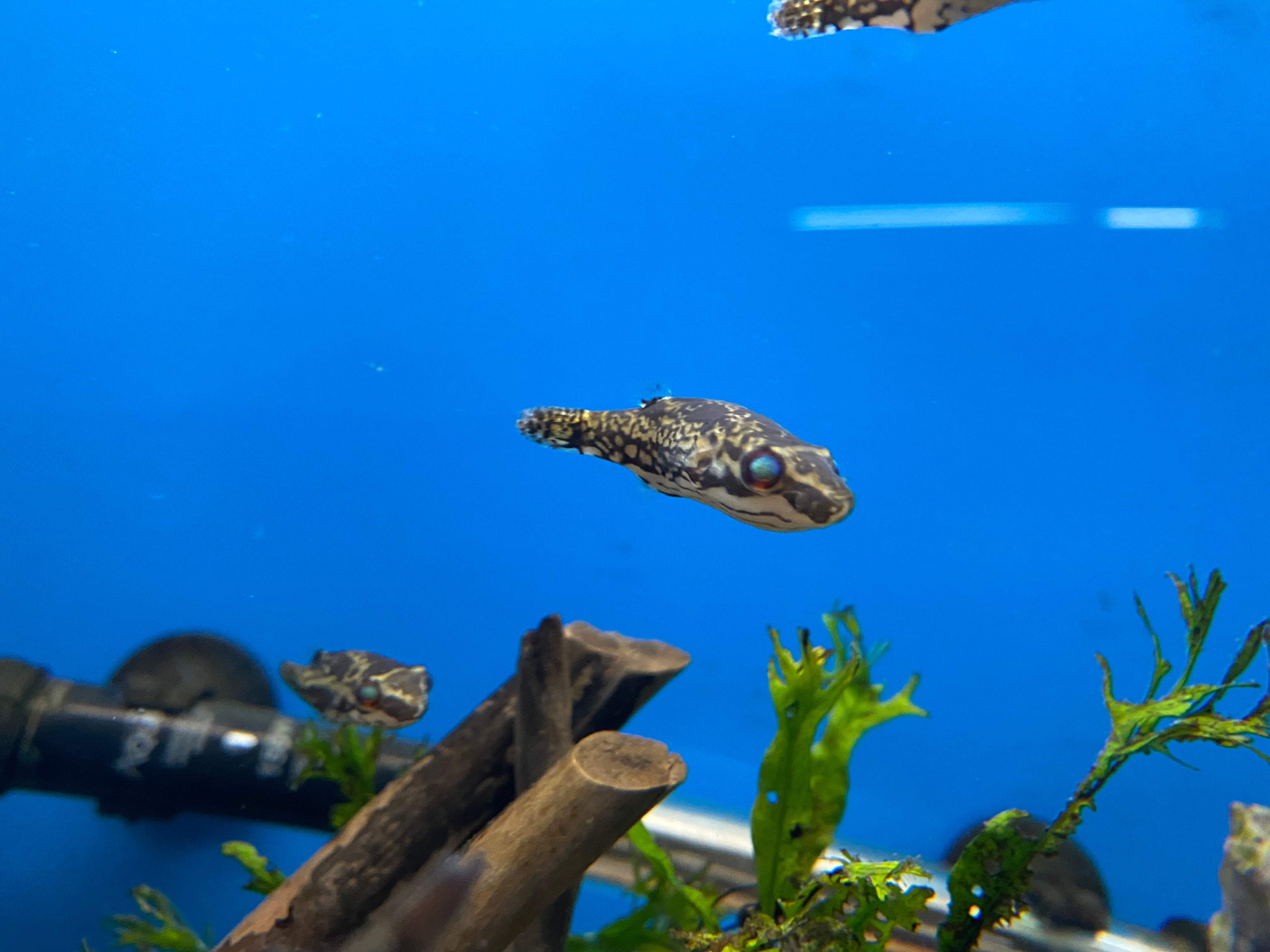 Poisson-globe aux yeux rouges