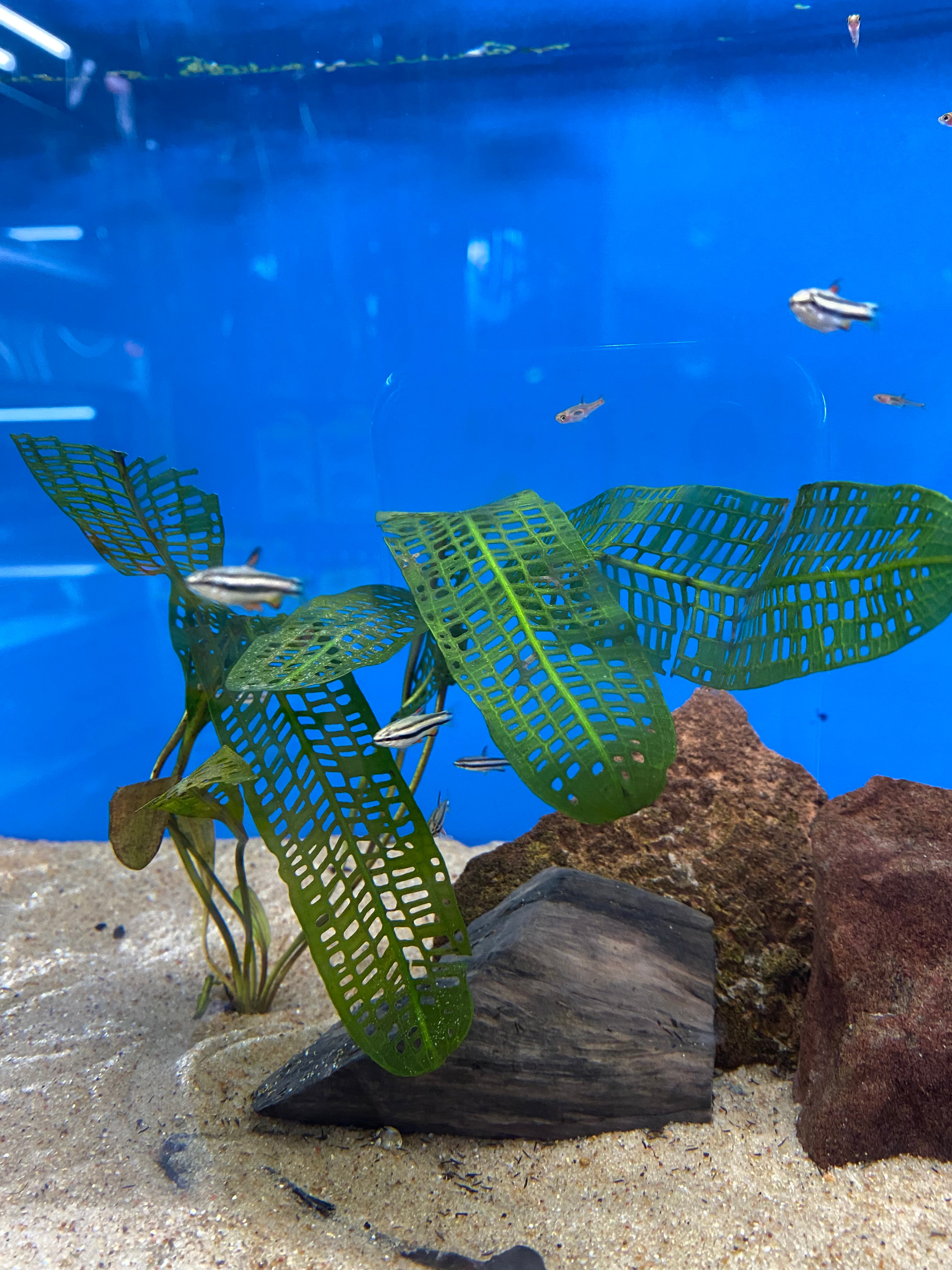 Aponogeton Madagascariensis