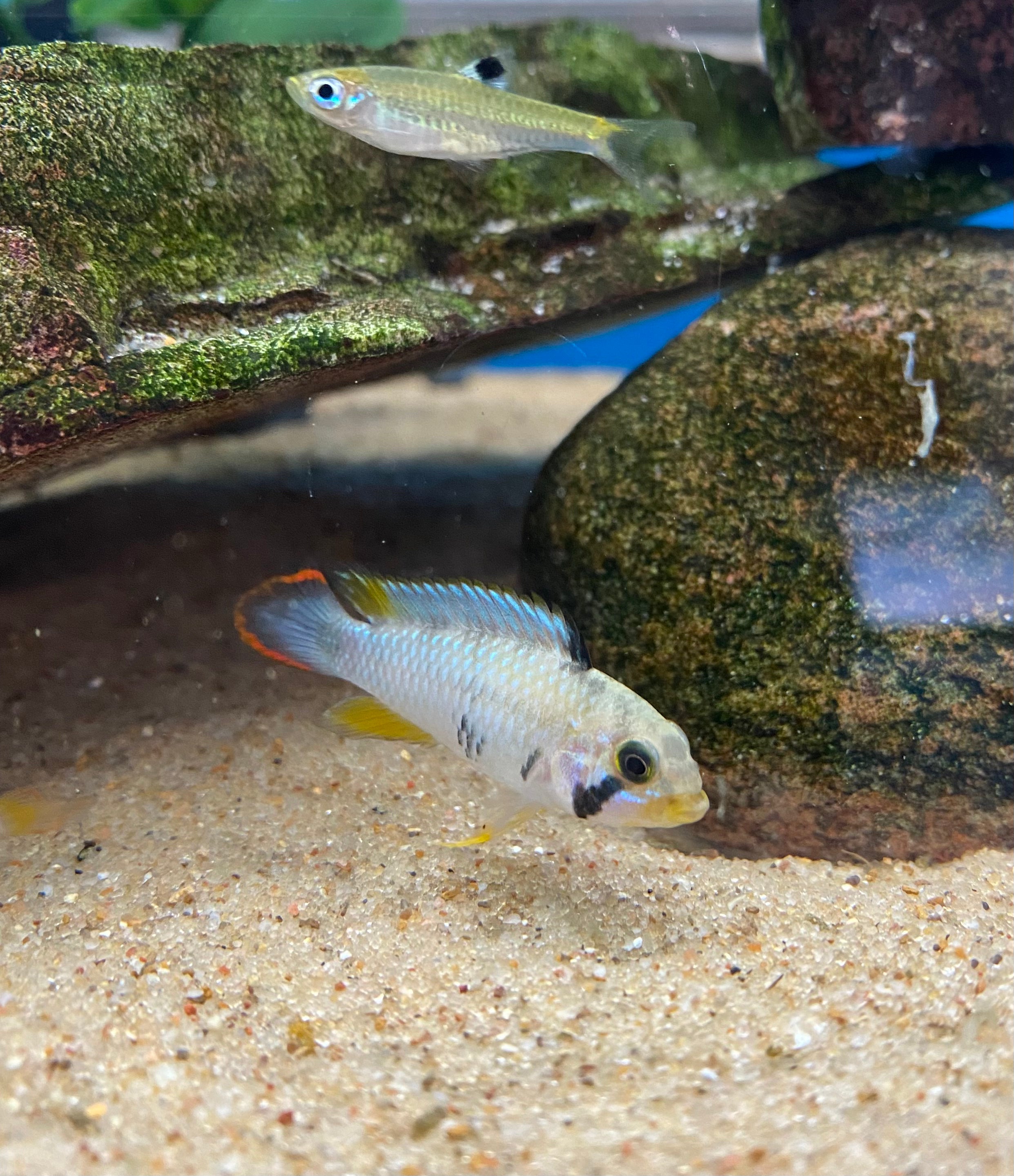 Apistogramma panduro (Locally Bred)
