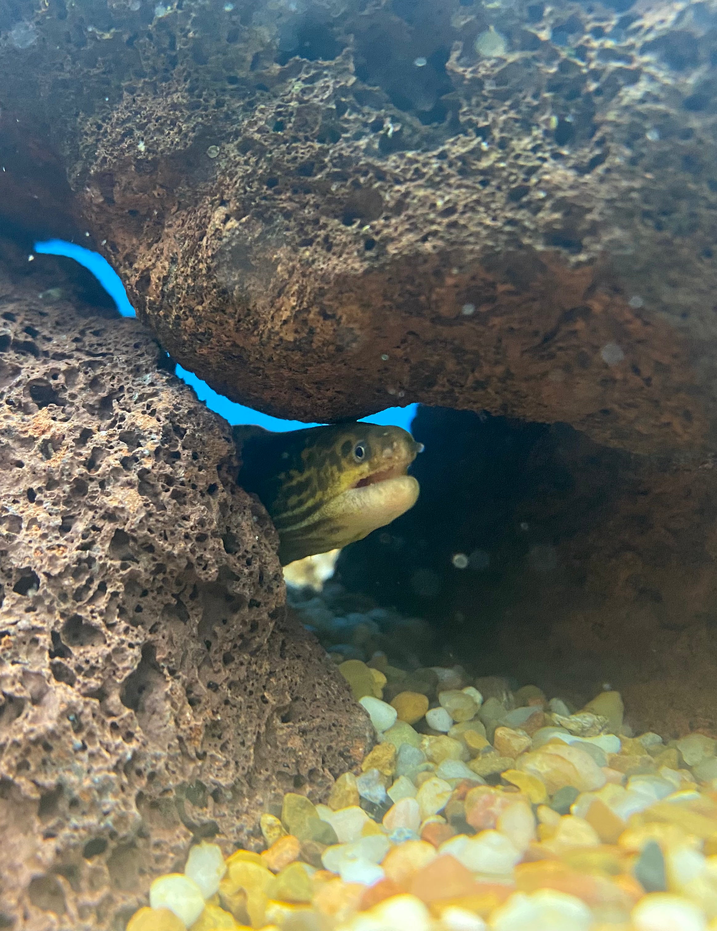 VRAIE murène tigrée d'eau douce (aucune garantie d'arrivée vivante)