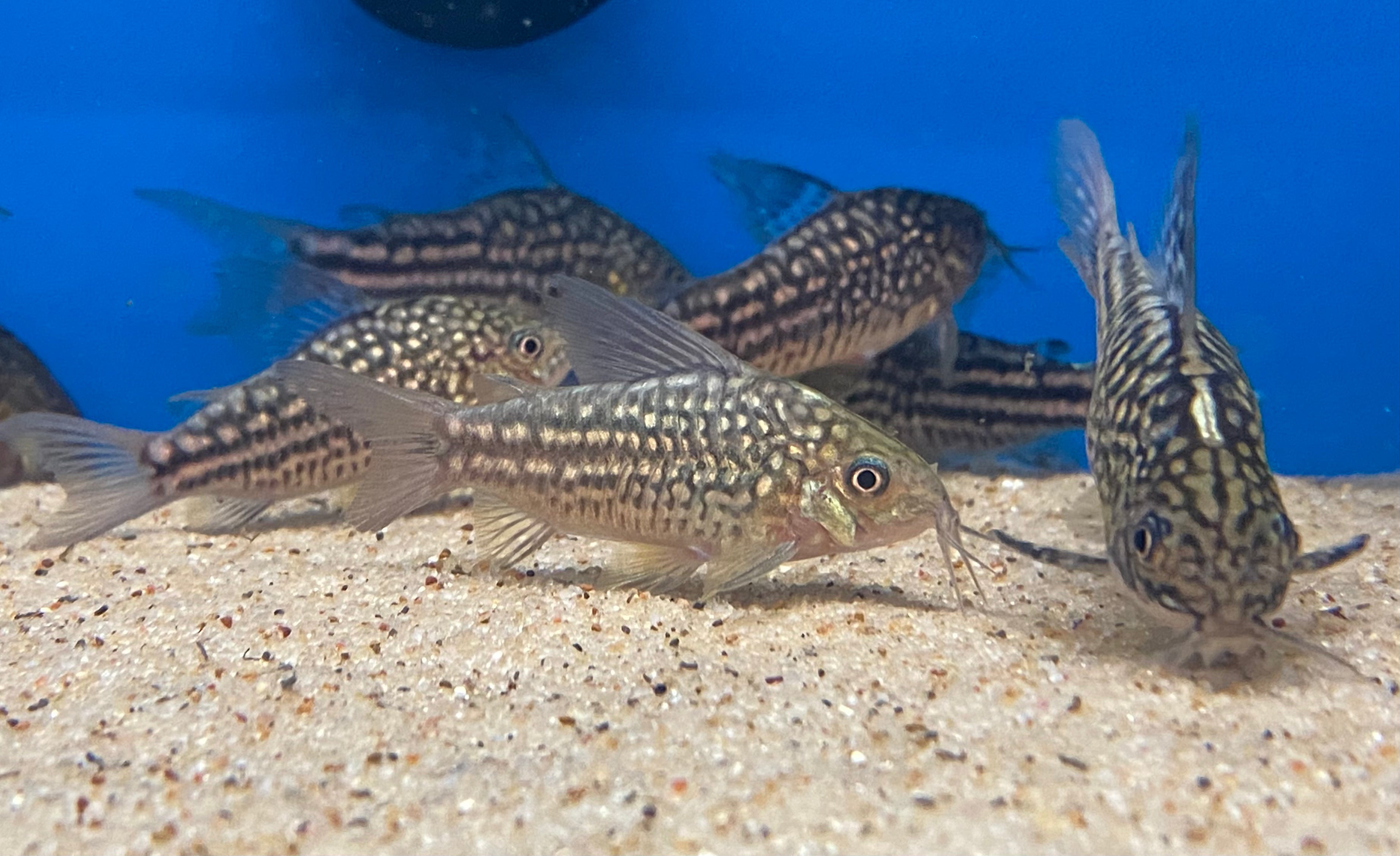 Corydoras nanus