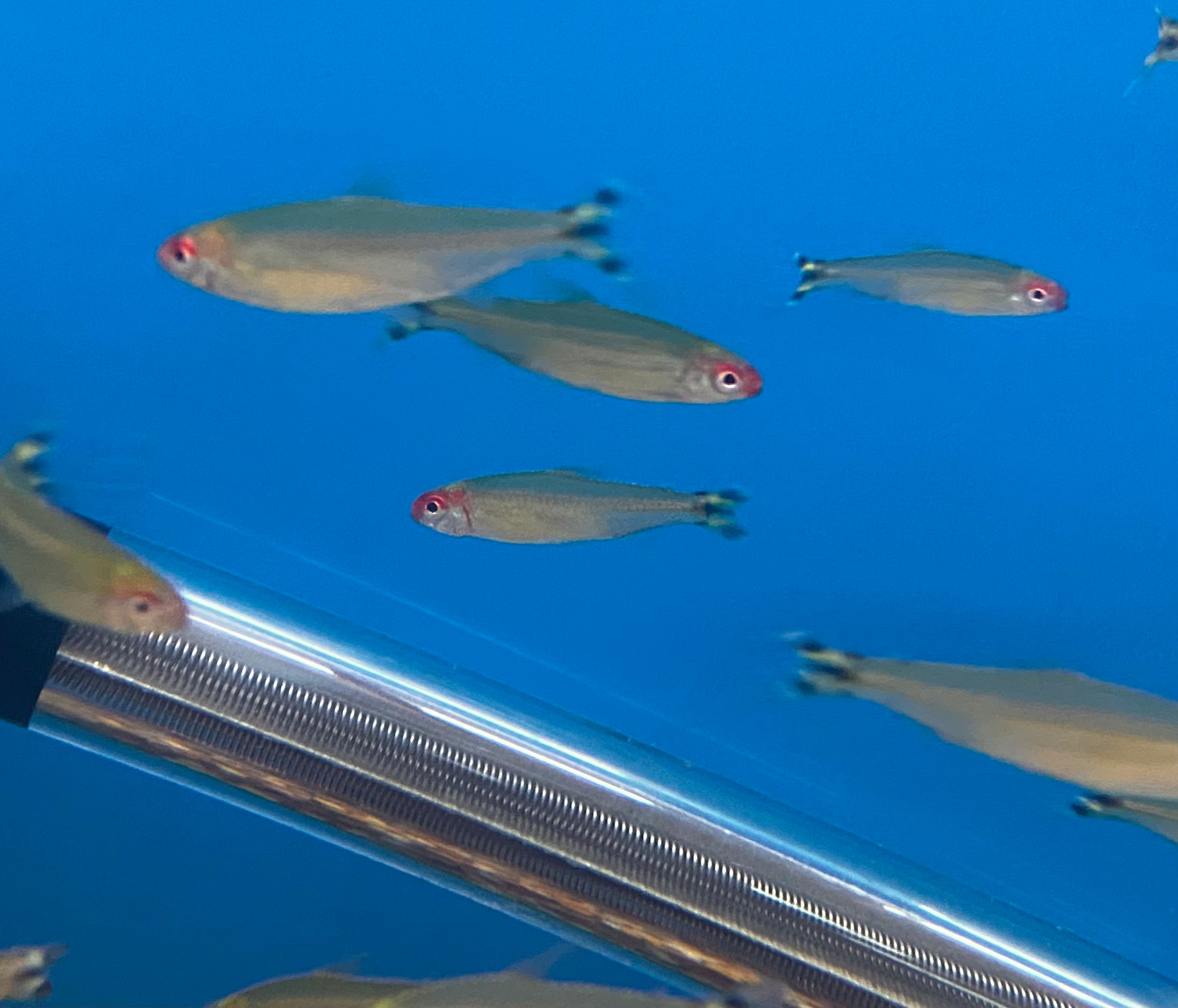 Faux tétra rumineux