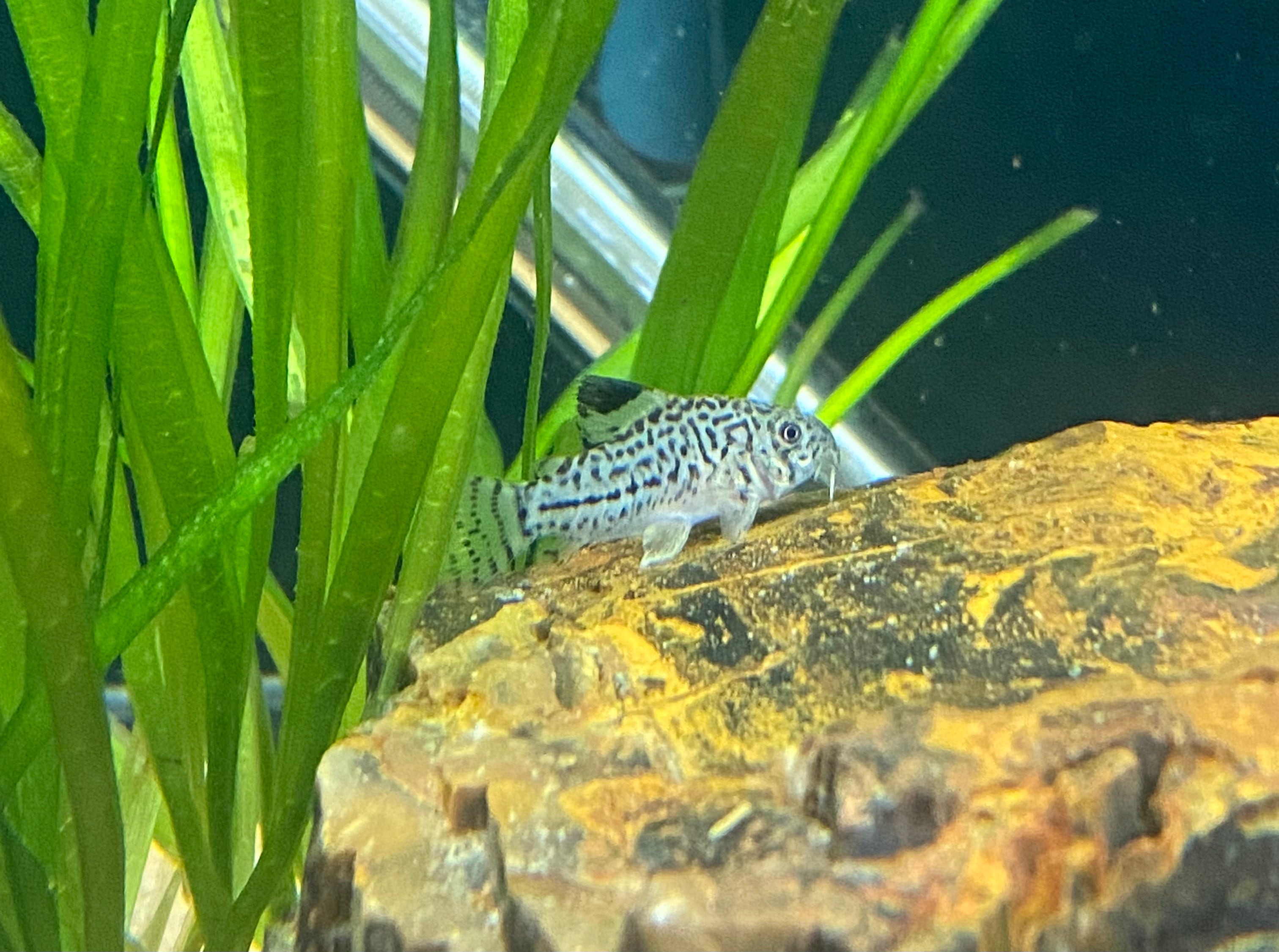 False Julii Cory