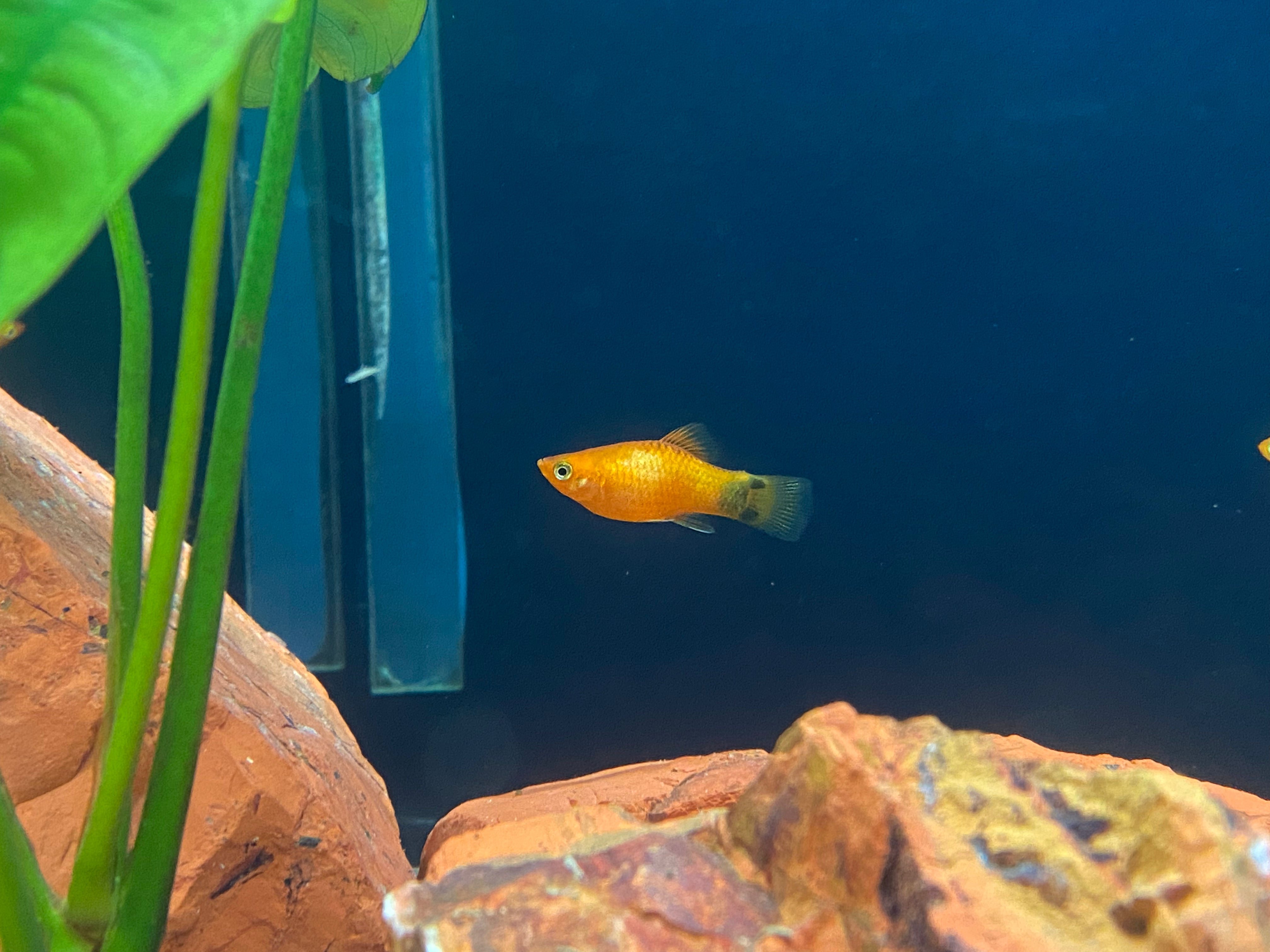 Mickey Platy rouge fluo