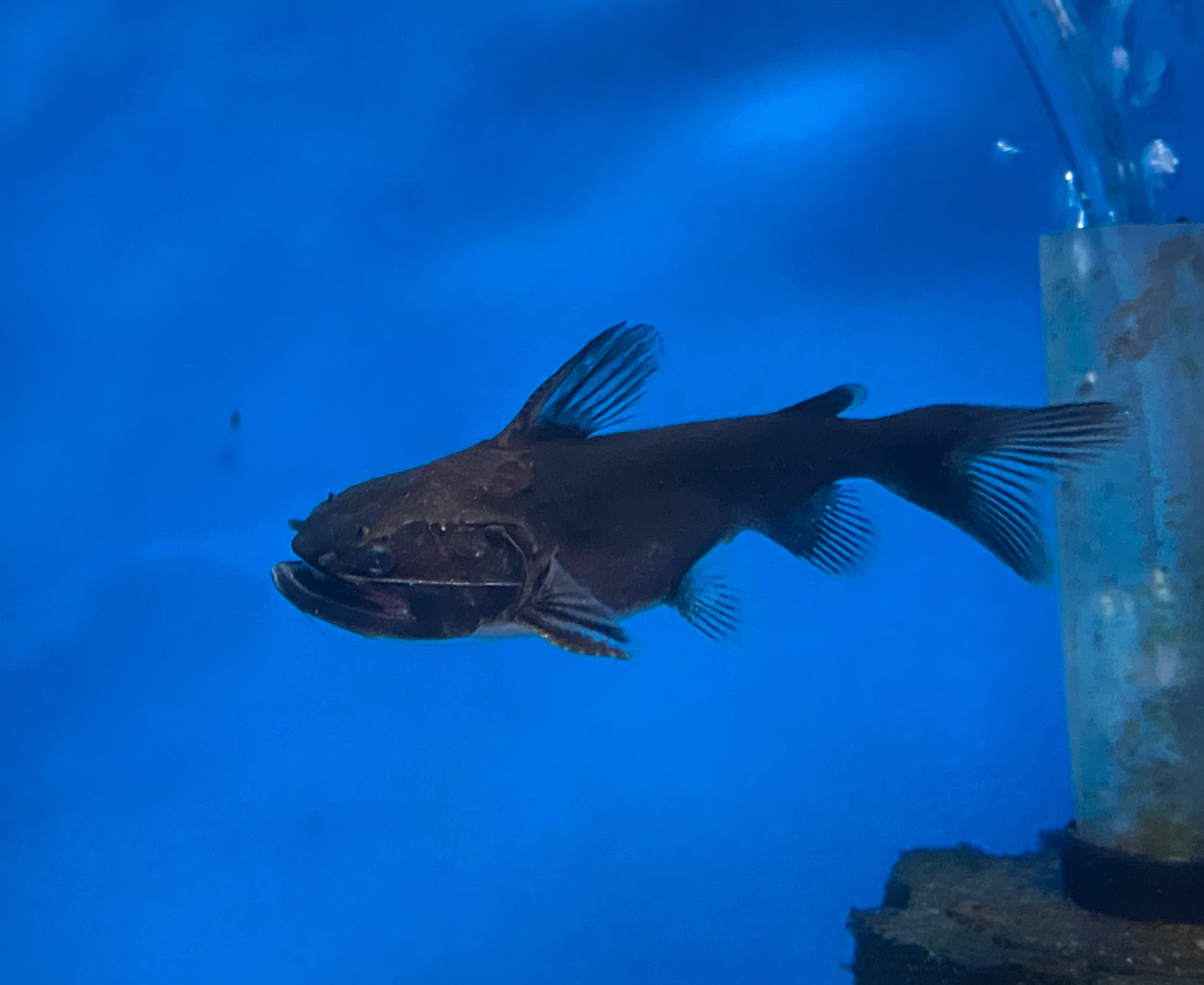Gulper Catfish