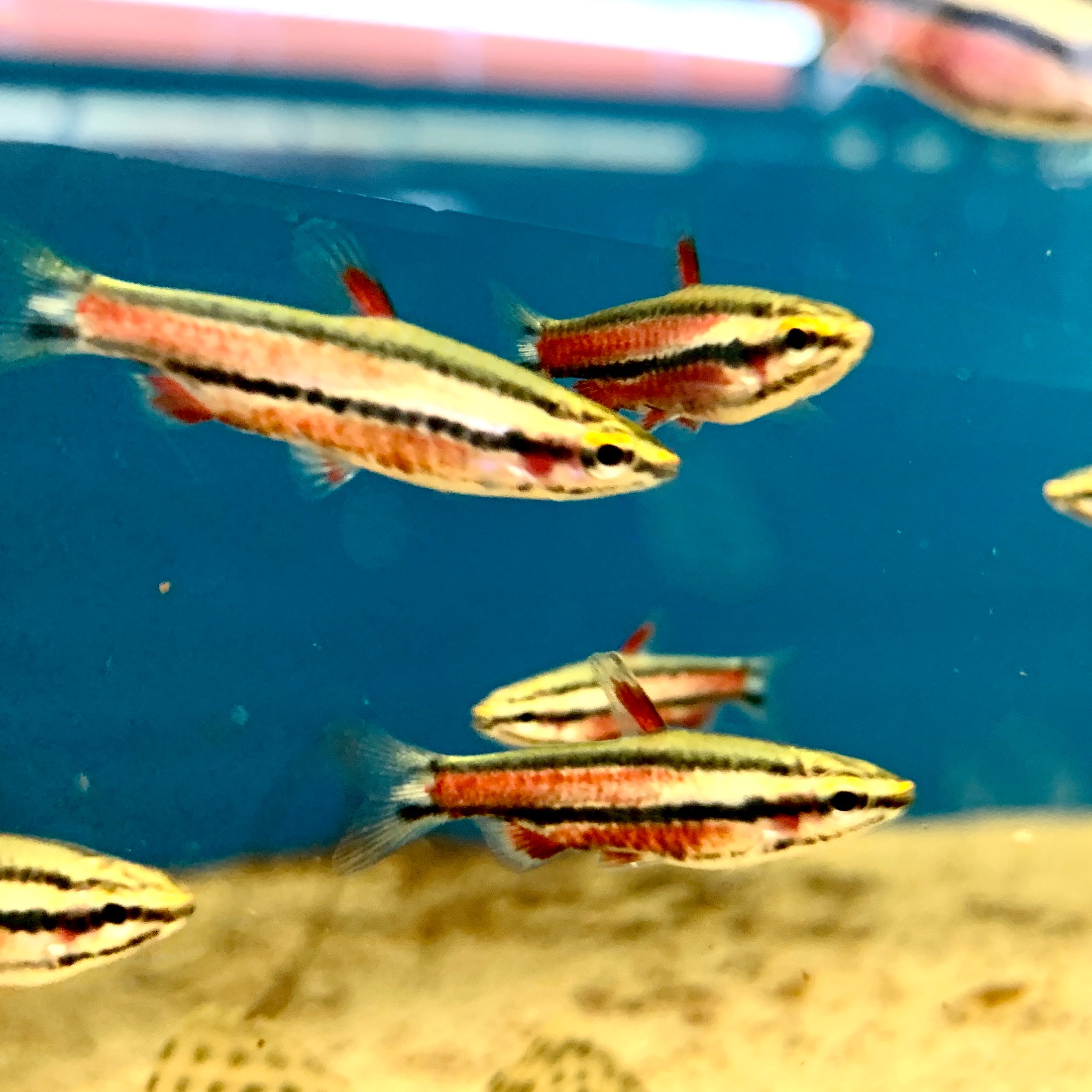 Poisson-crayon violet