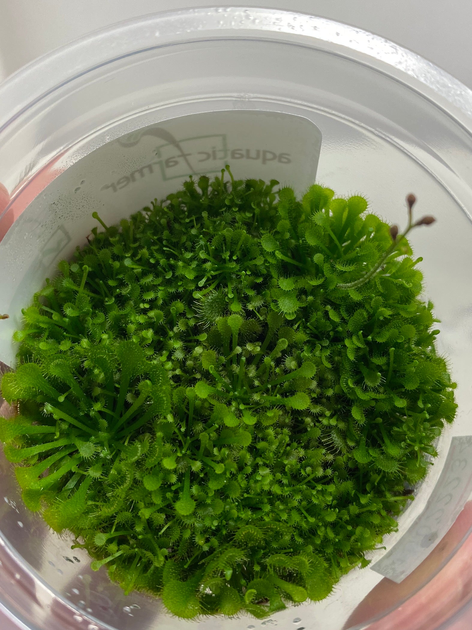 Drosera rotundifolia TC