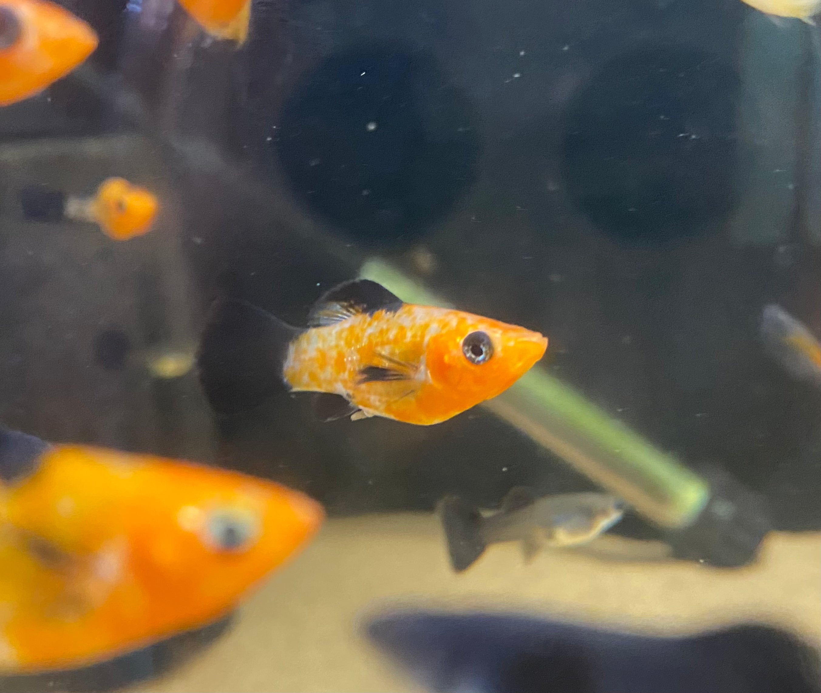 Jack O'Lantern Molly